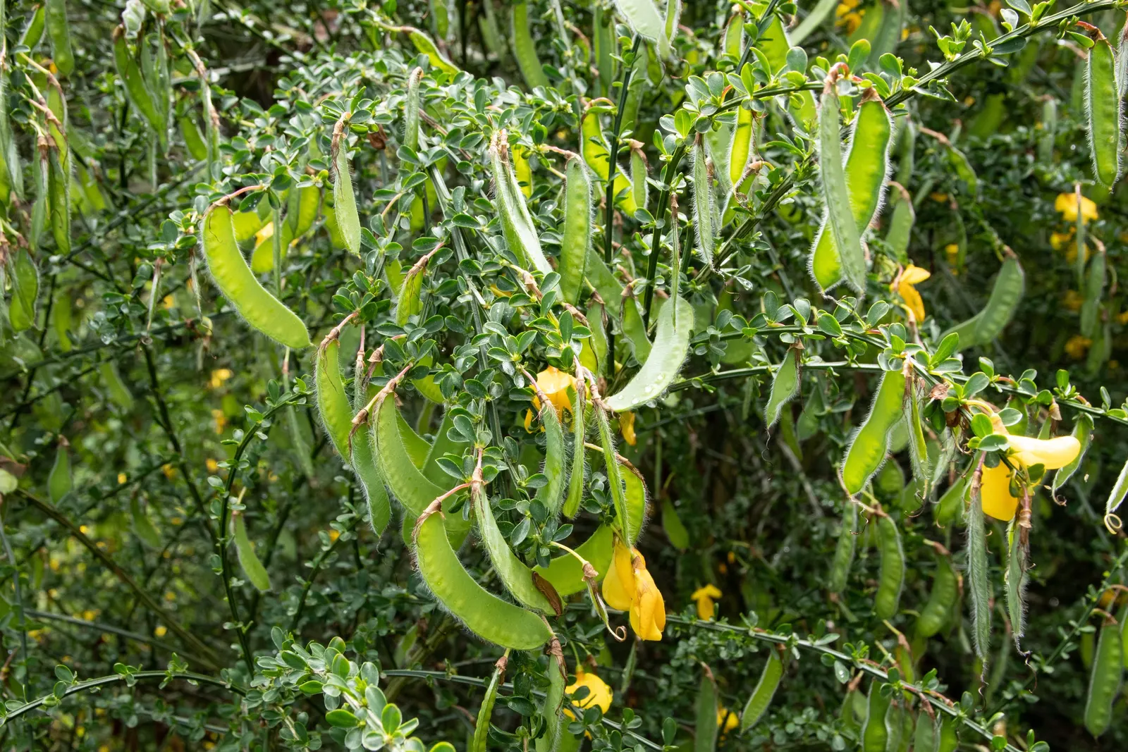 Scotch Broom (Cytisus Scoparius) — pea-like blooms in spring