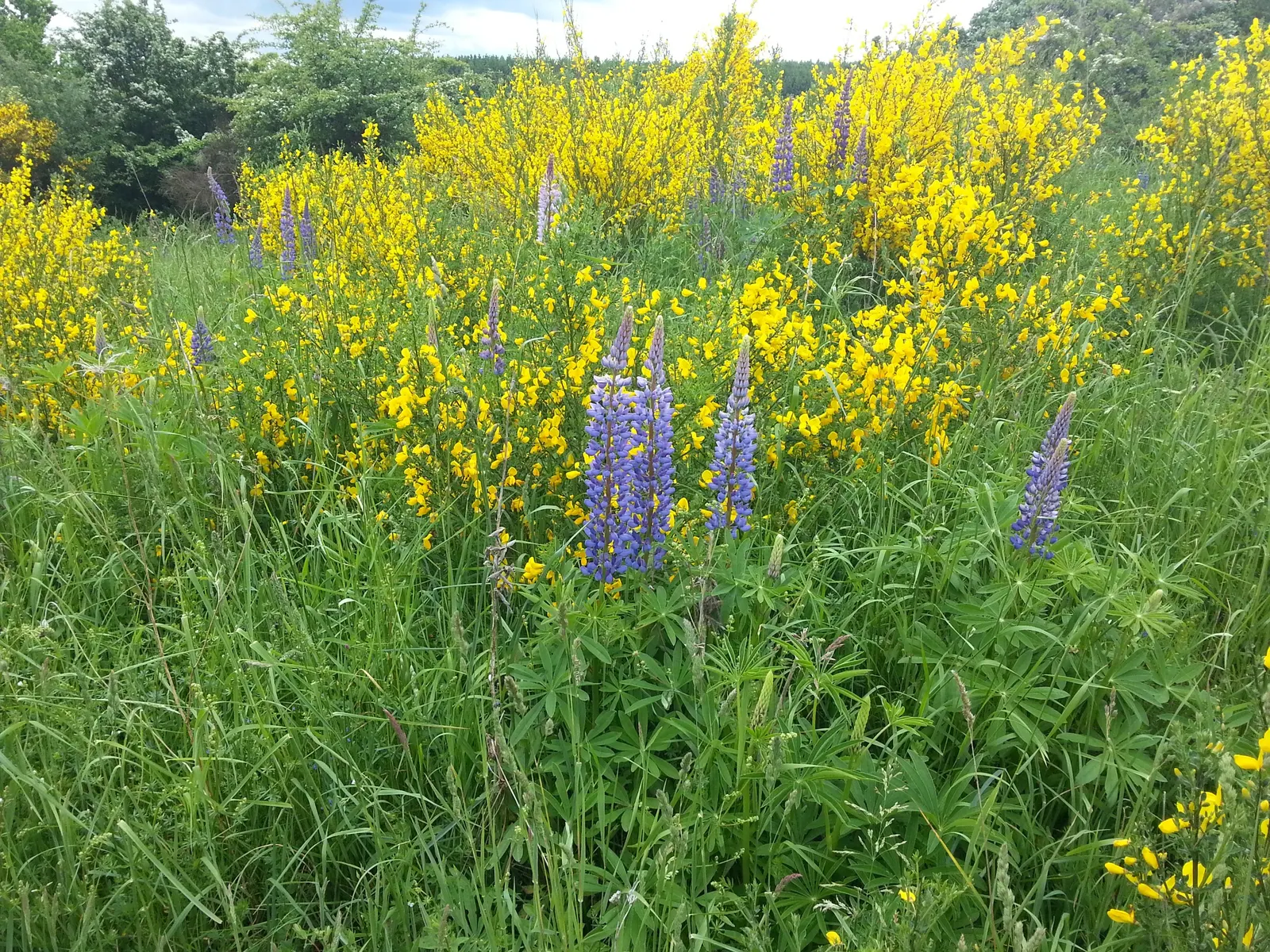Scotch Broom (Cytisus Scoparius) — the Scotch broom's flowers are a bright lemon hue and are particularly attractive to bees and butterflies
