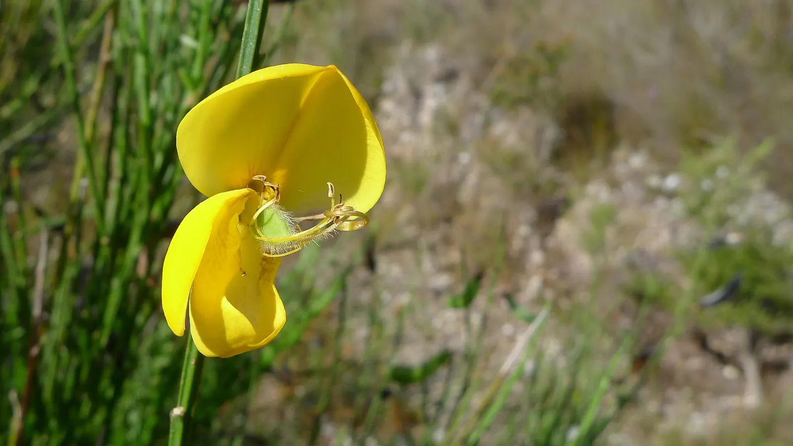 Scotch Broom (Cytisus Scoparius) — the Scotch broom's flowers are a bright lemon hue and are particularly attractive to bees and butterflies; this deciduous
