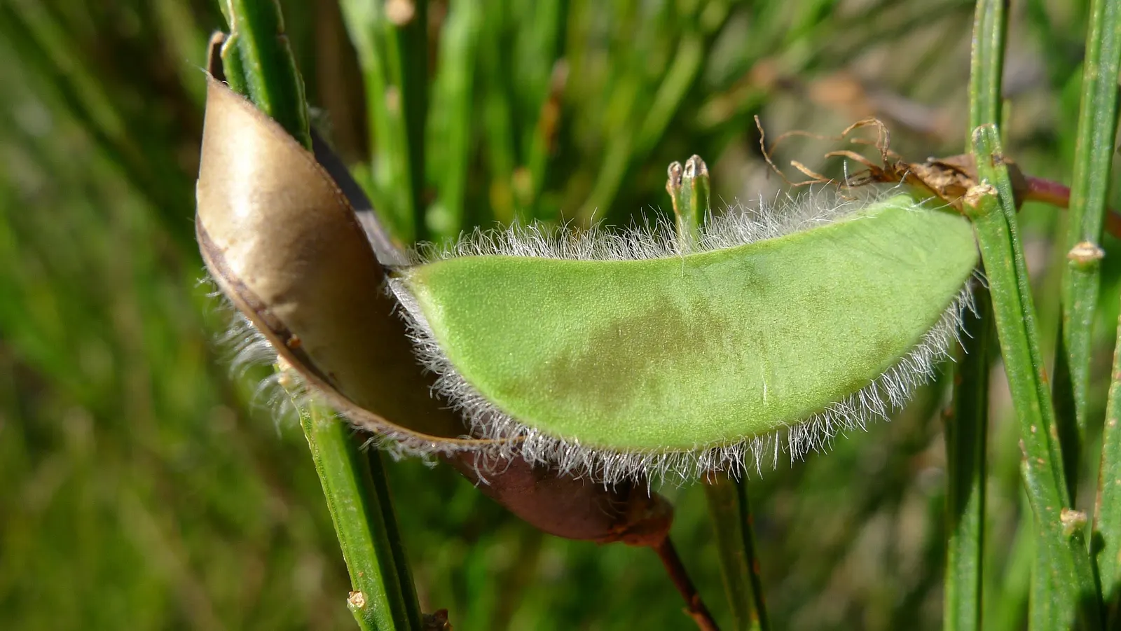Scotch Broom (Cytisus Scoparius) — Renowned for its brilliant yellow; essentially fertilizing itself and surrounding plants, image 49