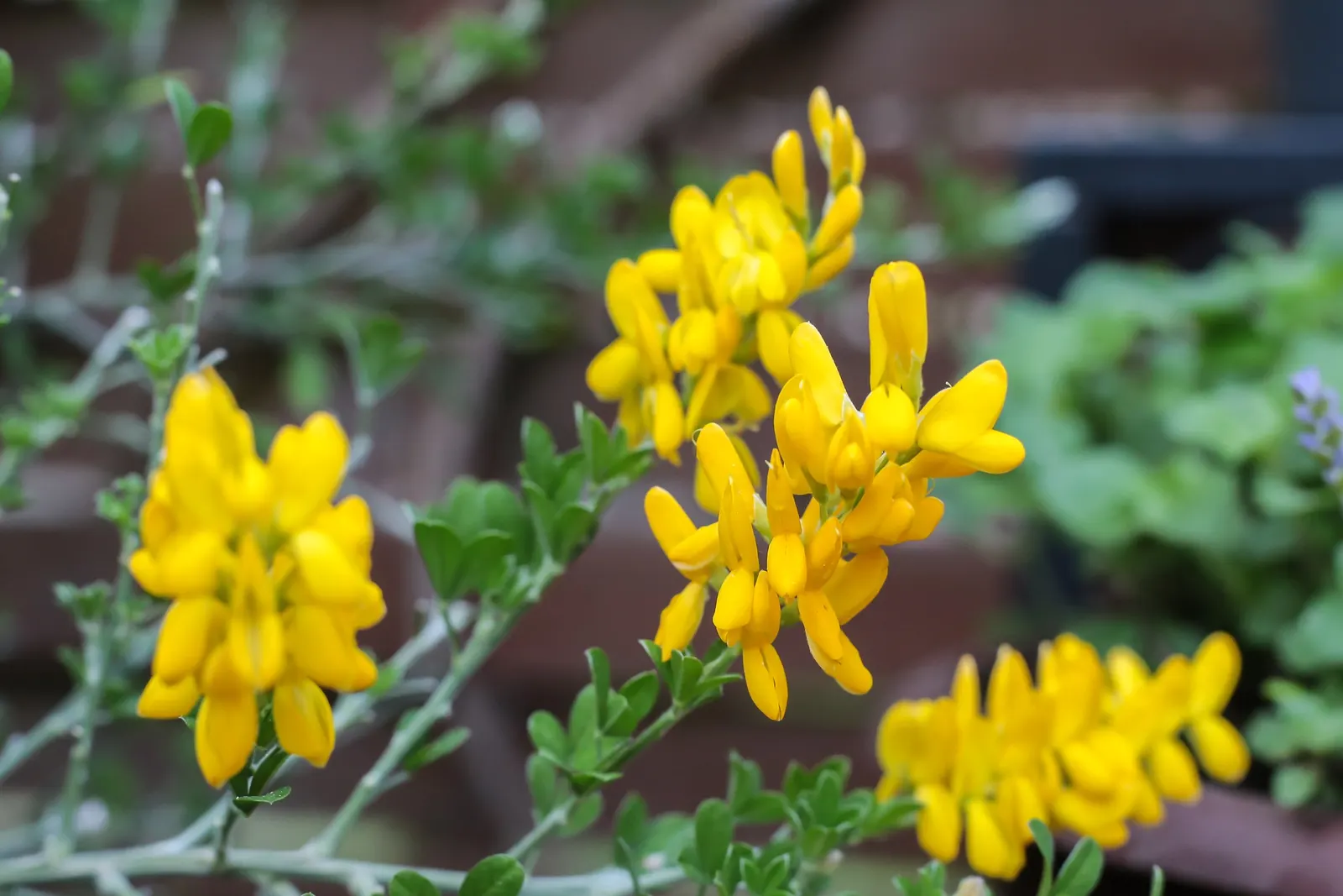 Scotch Broom (Cytisus Scoparius) — or as a specimen plant within a larger garden composition
