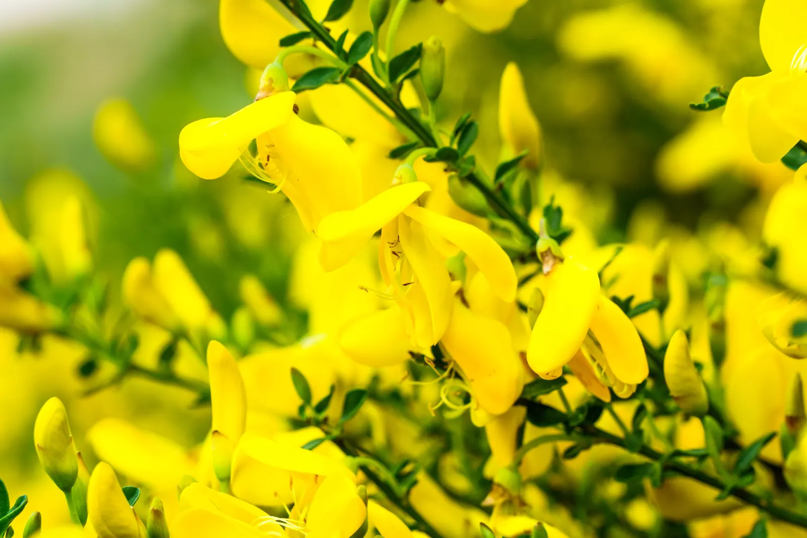 Scotch Broom (Cytisus Scoparius) — Ideal for adding color to borders and wild garden areas; prune after flowering to maintain shape and control spread