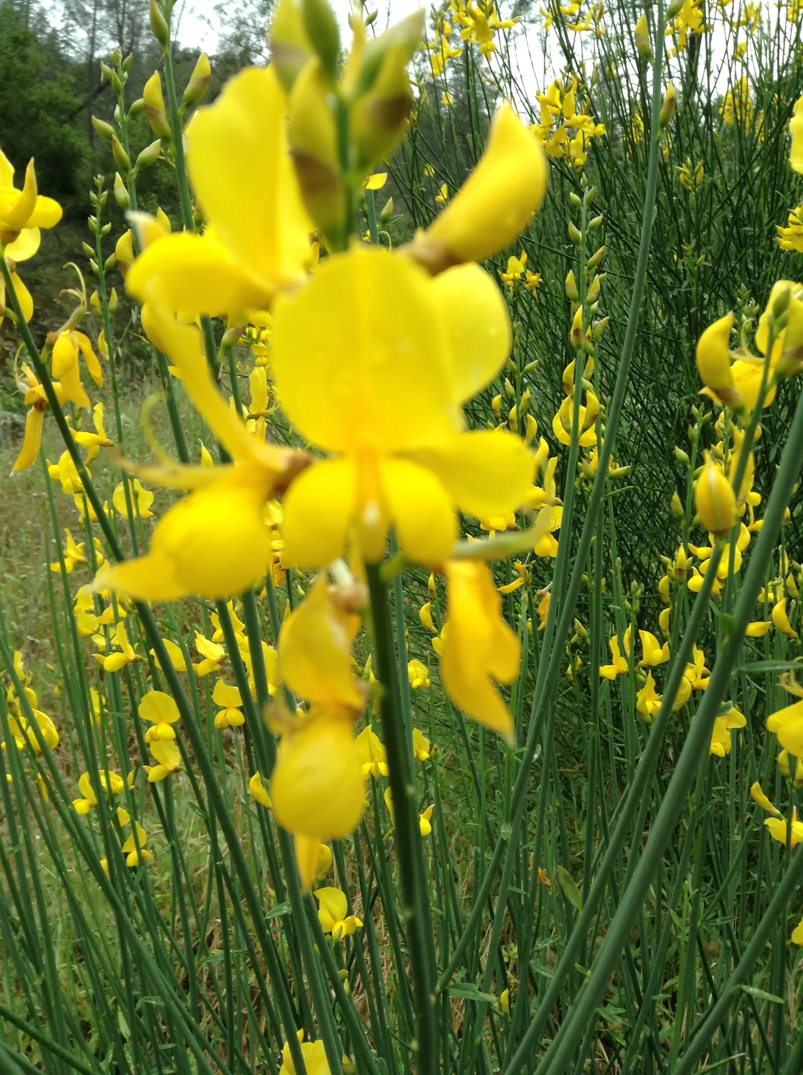 Scotch Broom (Cytisus Scoparius) — shrub with yellow blooms