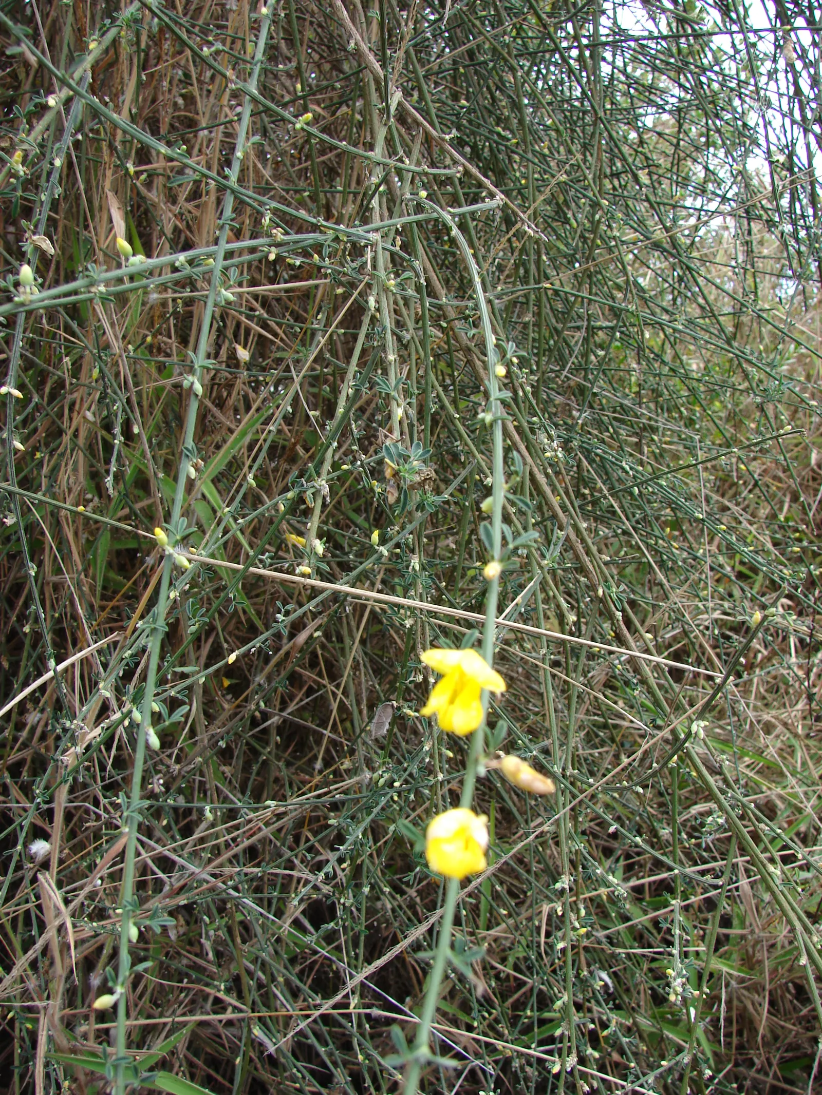 Scotch Broom (Cytisus Scoparius) — commonly known as Scotch broom; pea-like blooms in spring, image 70