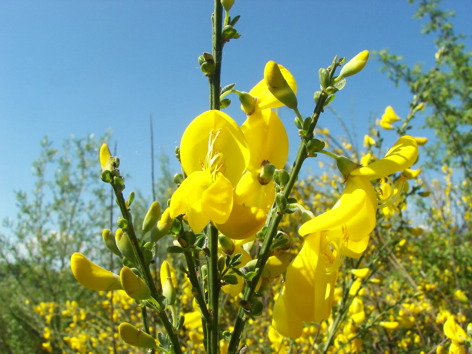 Scotch Broom (Cytisus Scoparius) — Prune after flowering to maintain shape and control spread; shrub for full, image 76