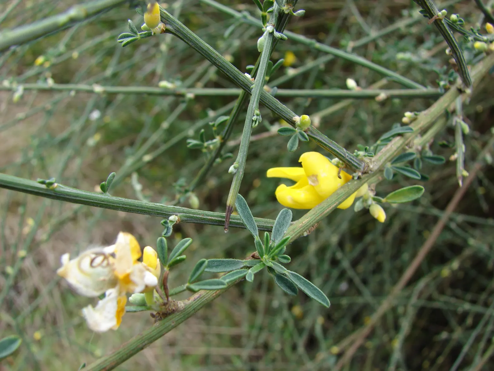 Scotch Broom (Cytisus Scoparius) — the plant fixes nitrogen in the soil; commonly known as Scotch broom, image 109