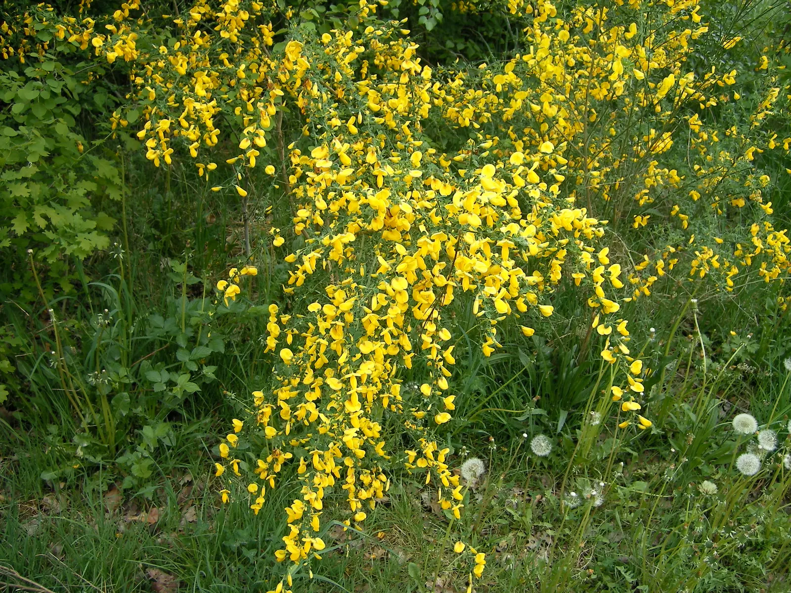 Scotch Broom (Cytisus Scoparius) — demanding little water once established and showing considerable drought tolerance; the plant fixes nitrogen in, image 108