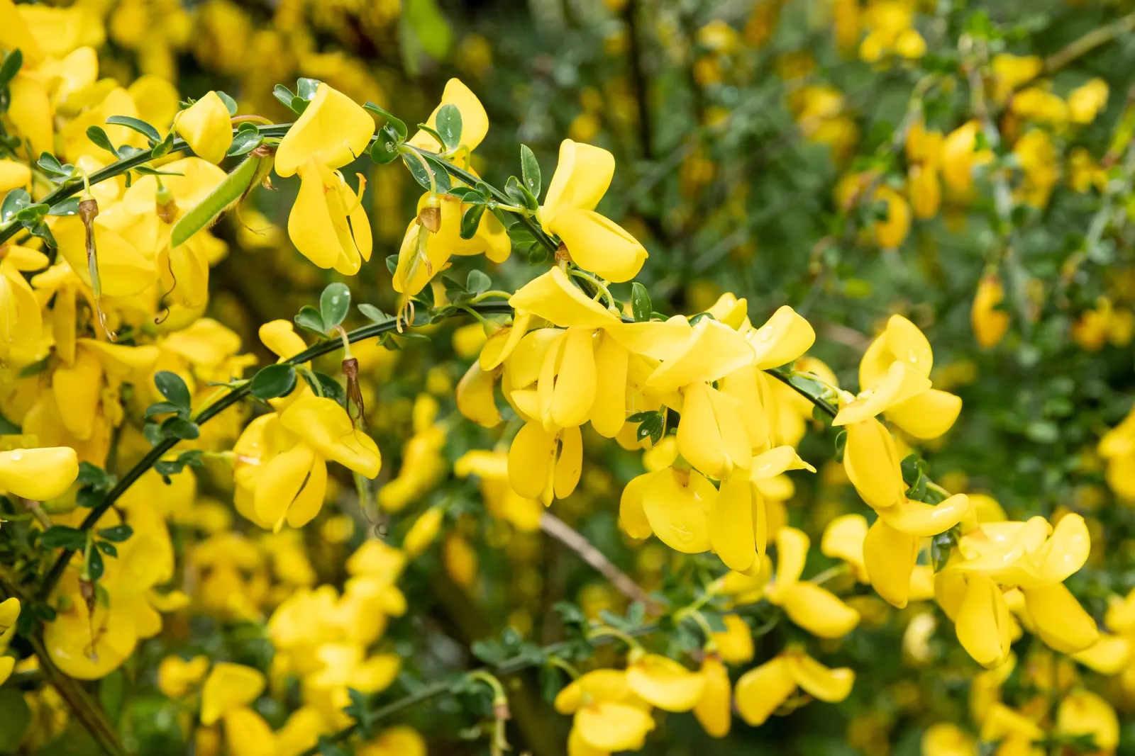 Scotch Broom (Cytisus Scoparius) — ensuring that the flowers take center stage when in bloom.<br><br>Despite its beauty; renowned for its brilliant, image 83