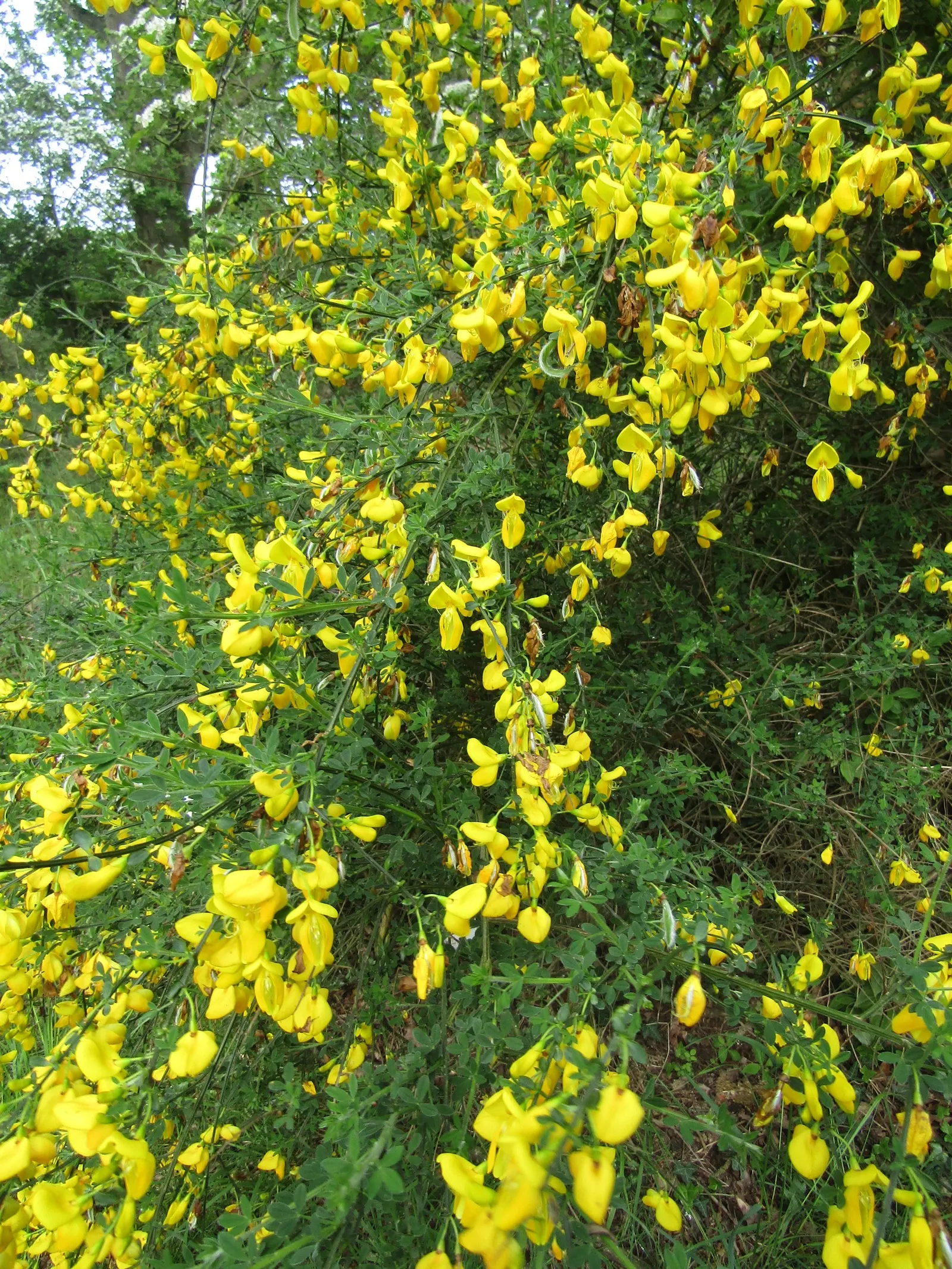 Scotch Broom (Cytisus Scoparius) — is a vibrant shrub reaching 3-6 ft in height and 4-5 ft in width; the Scotch broom's flowers are a bright lemon, image 71