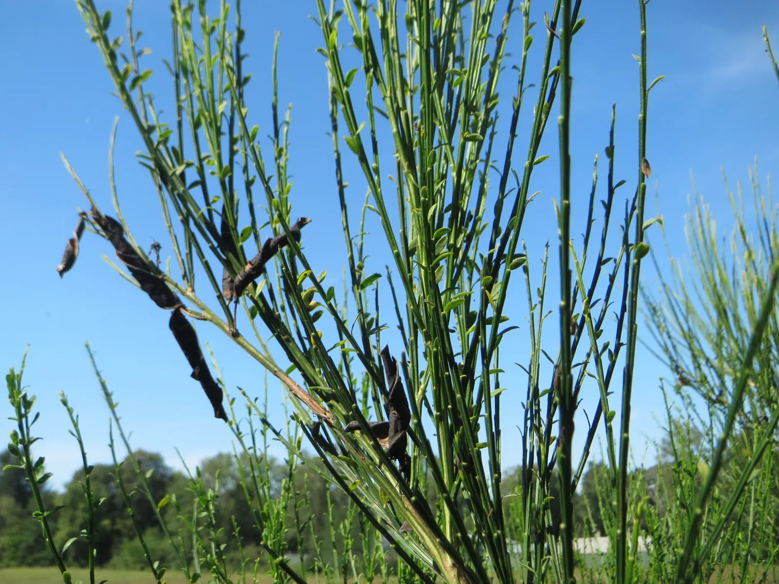 Scotch Broom (Cytisus Scoparius) — simple leaves are somewhat inconspicuous; it provides a striking visual impact and is a low-maintenance option, image 59