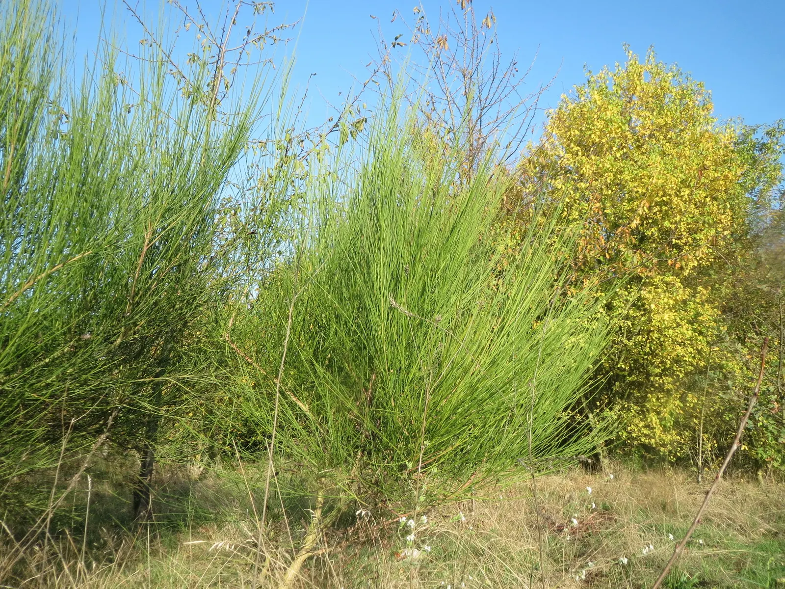 Scotch Broom (Cytisus Scoparius) — this deciduous perennial thrives in full sun and well-drained soil; a member of the Fabaceae family, image 74