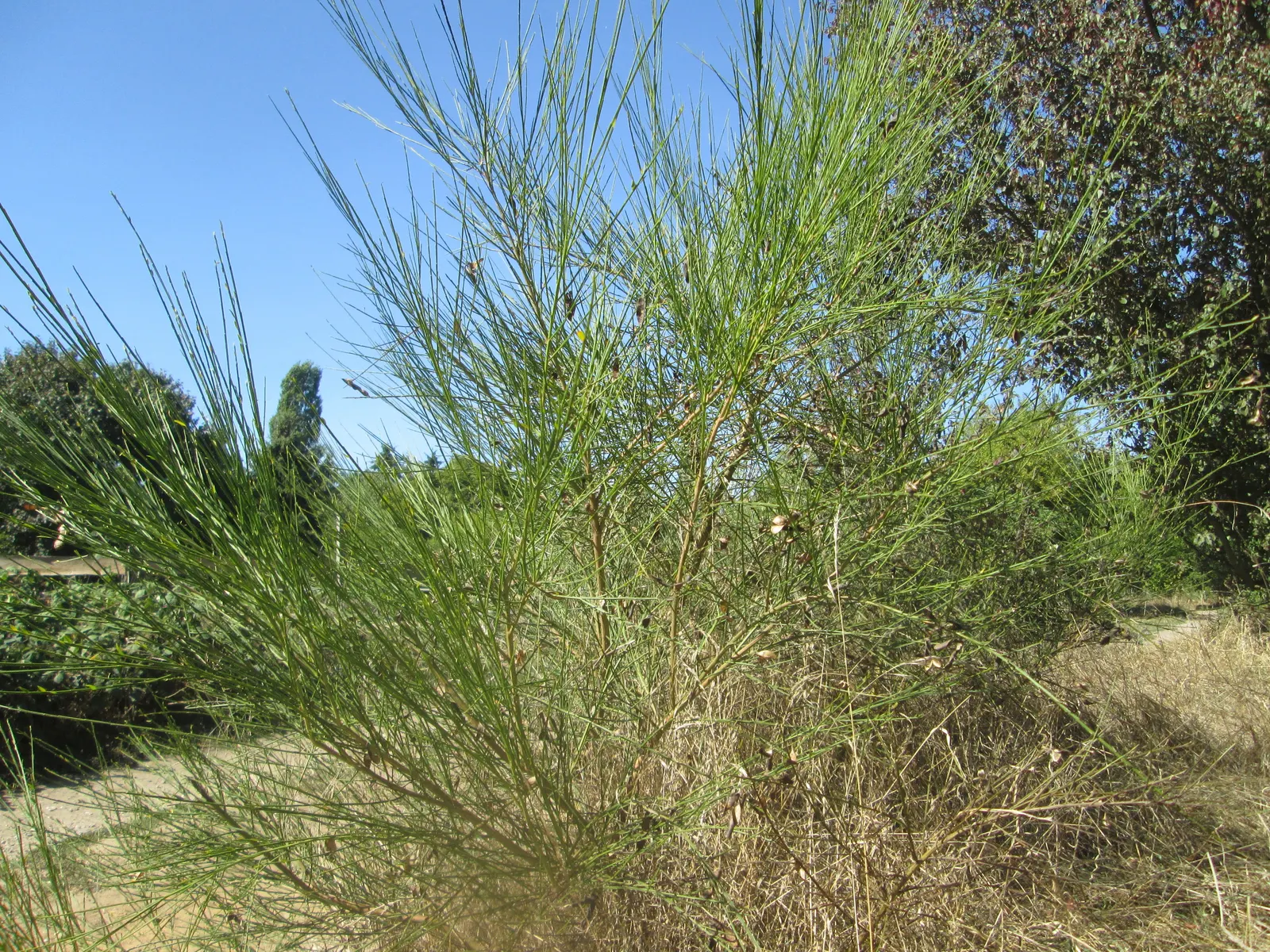 Scotch Broom (Cytisus Scoparius) — While hardy and drought-tolerant, it‚Äôs considered invasive in some regions; demanding little water once, image 75
