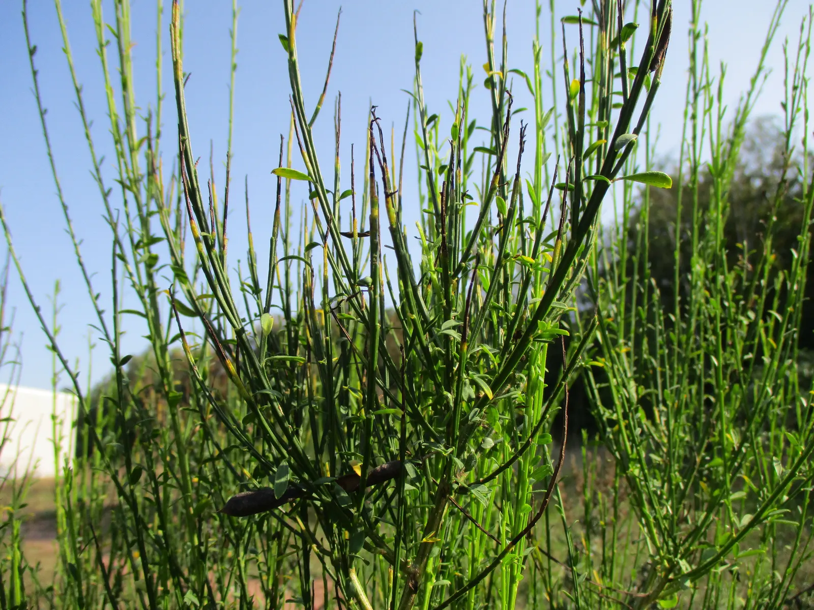 Scotch Broom (Cytisus Scoparius) — commonly known as Scotch broom; pea-like blooms in spring, image 47