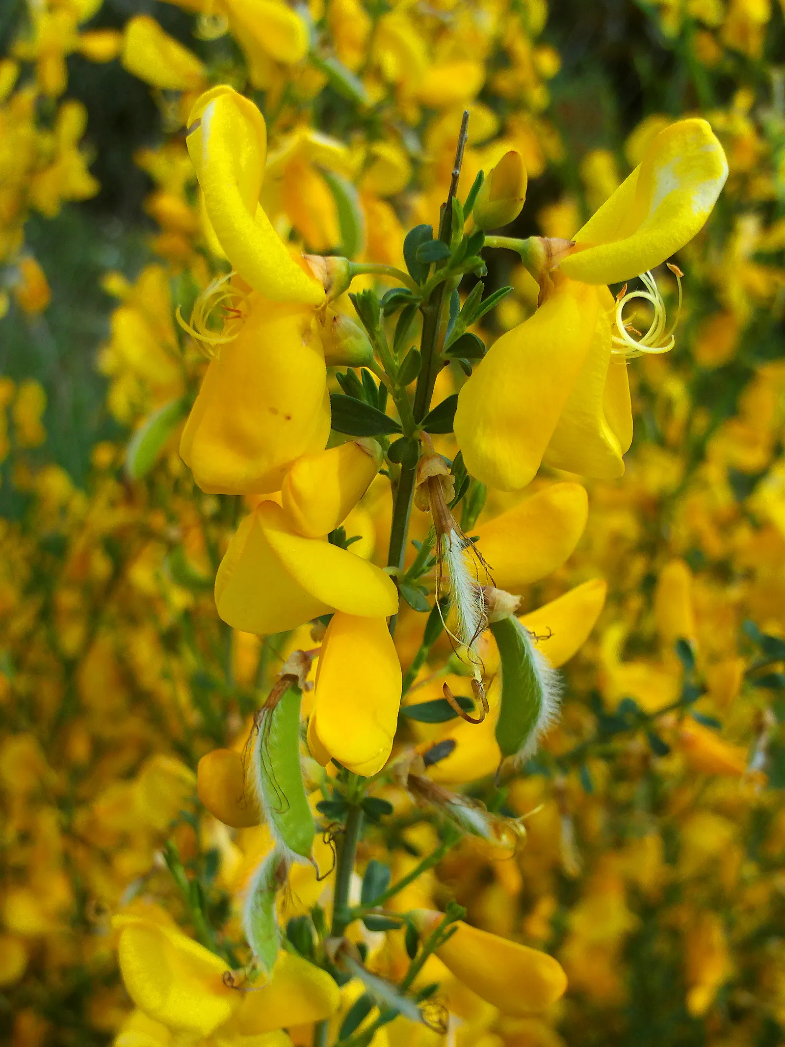 Scotch Broom (Cytisus Scoparius) — It thrives in full sun and well-drained soils; this hardy plant can reach heights of 3 to 5 feet and spreads, image 84