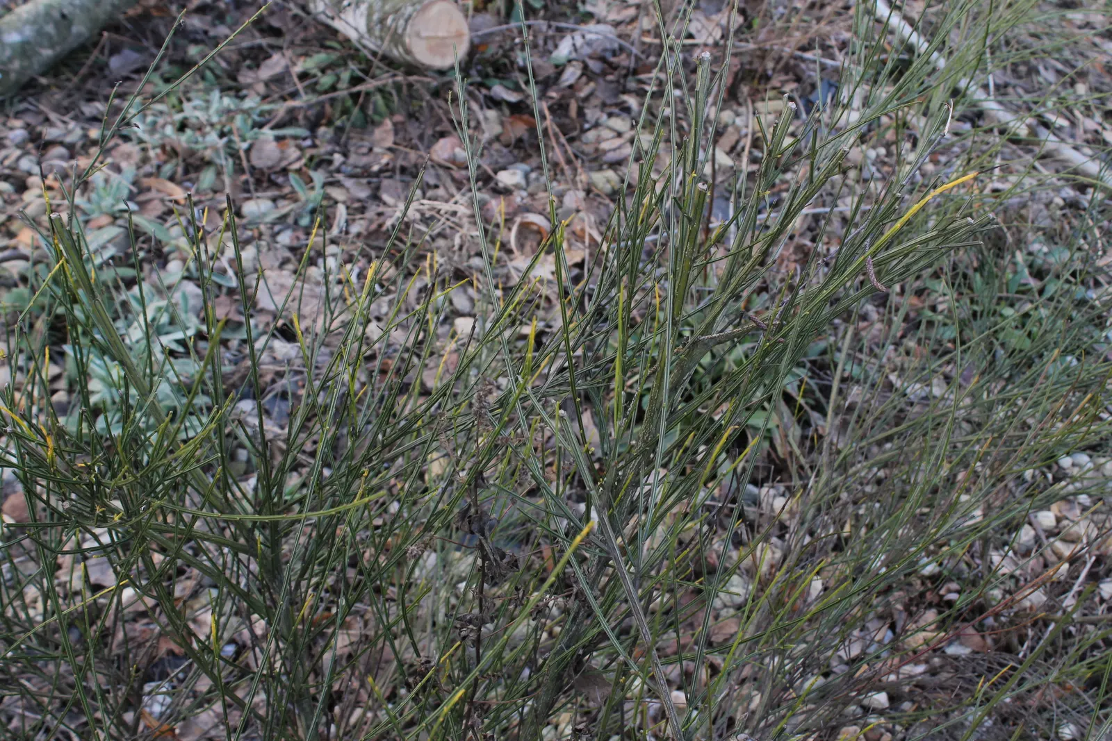 Scotch Broom (Cytisus Scoparius) — this hardy plant can reach heights of 3 to 5 feet and spreads about 2 to 4 feet wide; yellow flowers in the garden