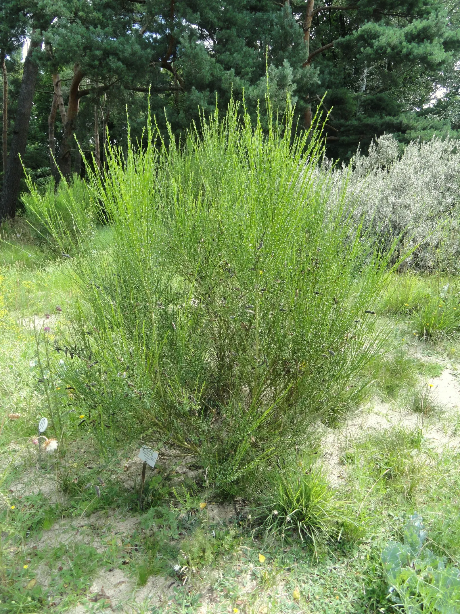 Scotch Broom (Cytisus Scoparius) — While hardy and drought-tolerant, it‚Äôs considered invasive in some regions; demanding little water once, image 121