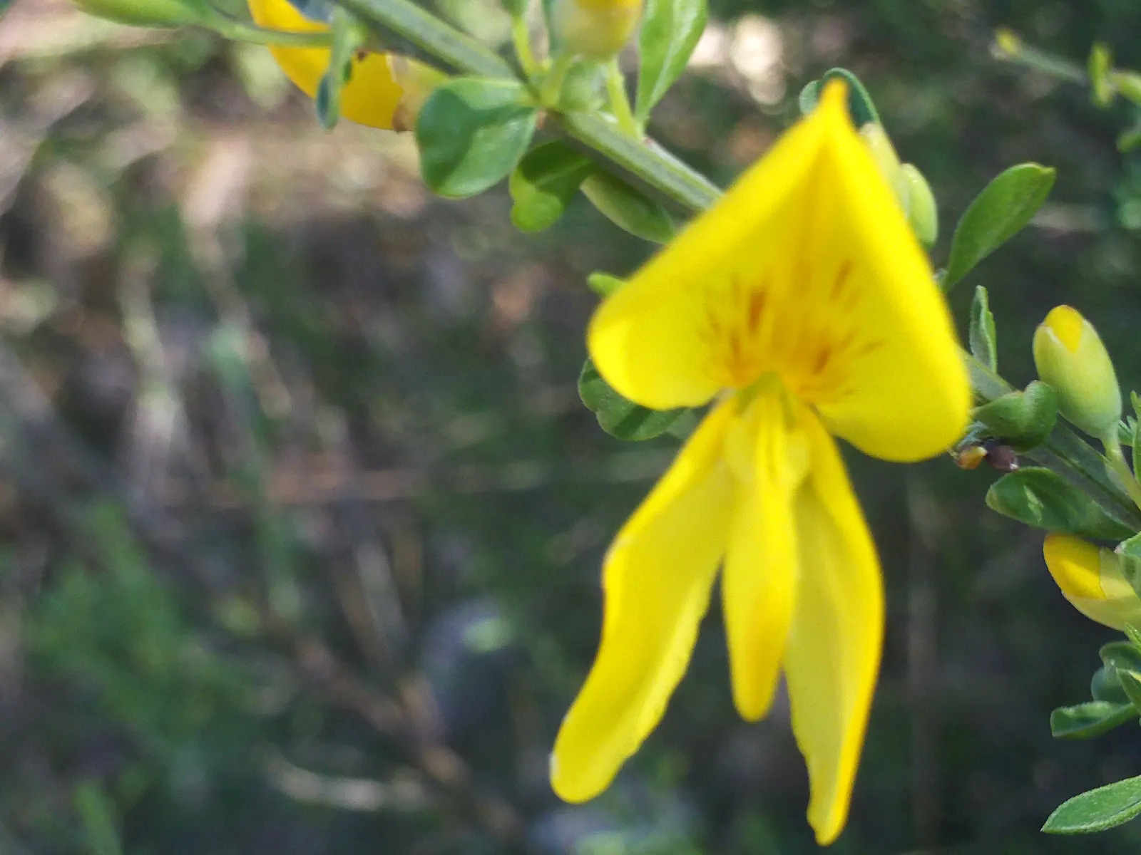 Scotch Broom (Cytisus Scoparius) — A member of the Fabaceae family; ensuring that the flowers take center stage when in bloom.<br><br>Despite its, image 101