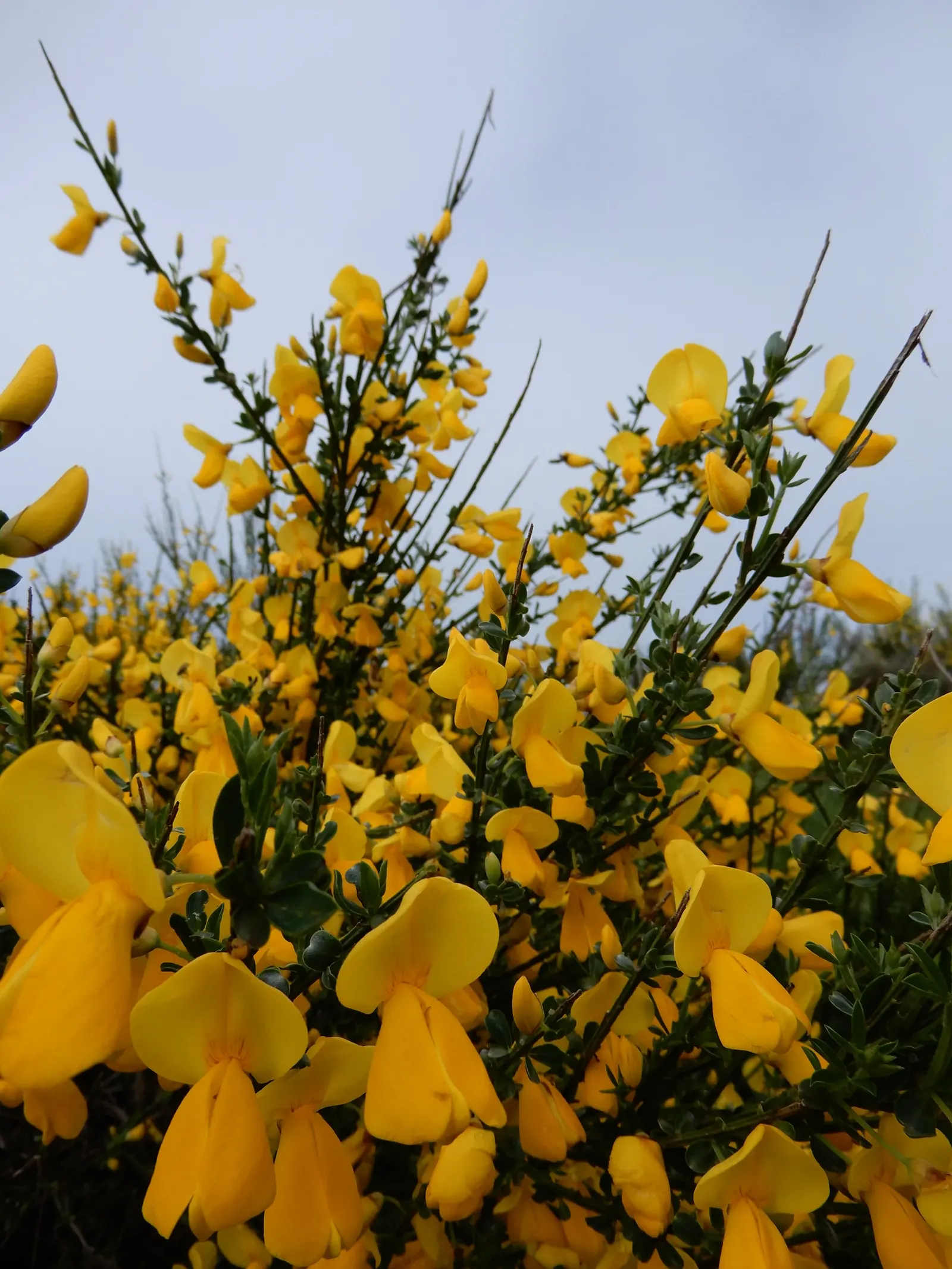 Scotch Broom (Cytisus Scoparius) — it provides a striking visual impact and is a low-maintenance option for embankments; it thrives in full sun and, image 111