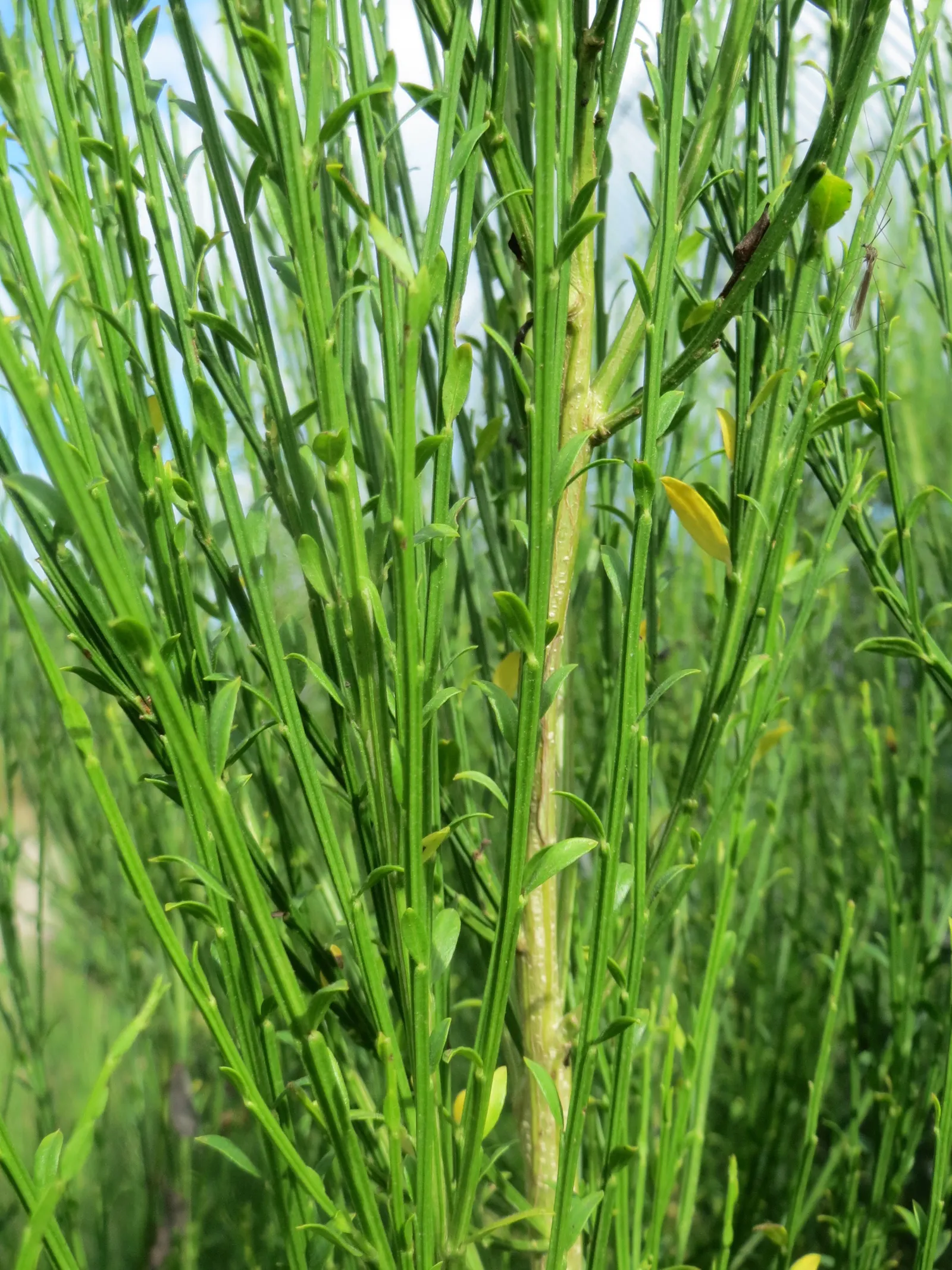 Scotch Broom (Cytisus Scoparius) — providing a beneficial environment for pollinators