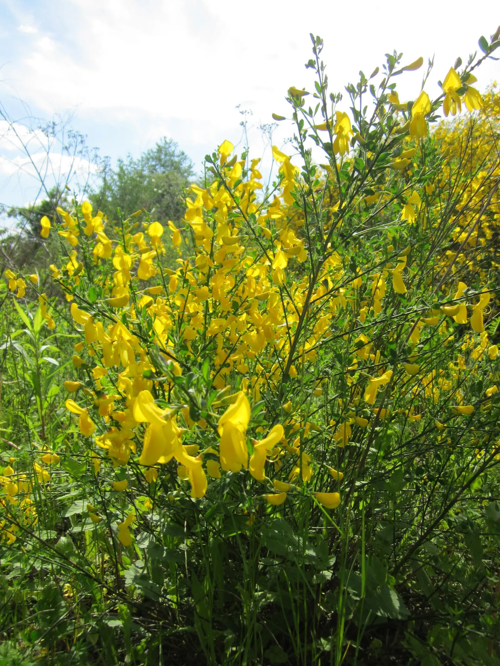 Scotch Broom (Cytisus Scoparius) — It thrives in full sun and well-drained soils; this hardy plant can reach heights of 3 to 5 feet and spreads about 2 to 4