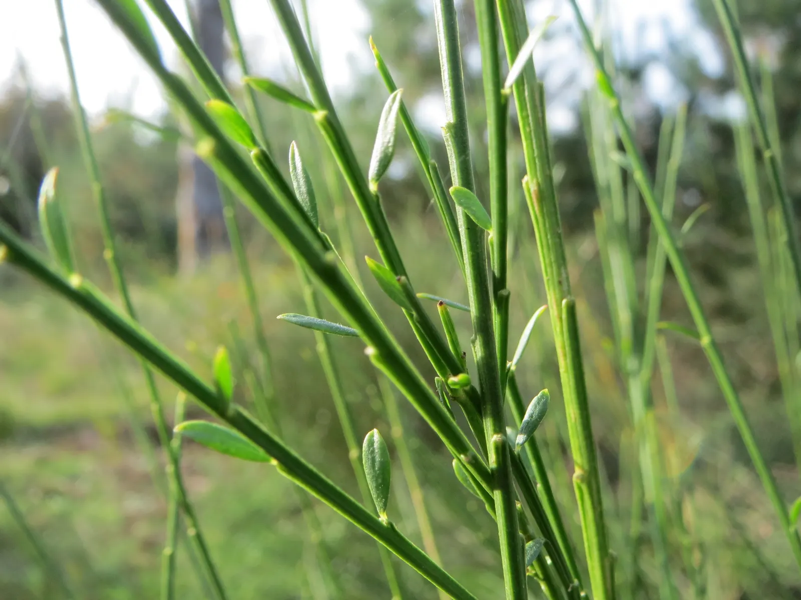 Scotch Broom (Cytisus Scoparius) — simple leaves are somewhat inconspicuous; it provides a striking visual impact and is a low-maintenance option, image 82