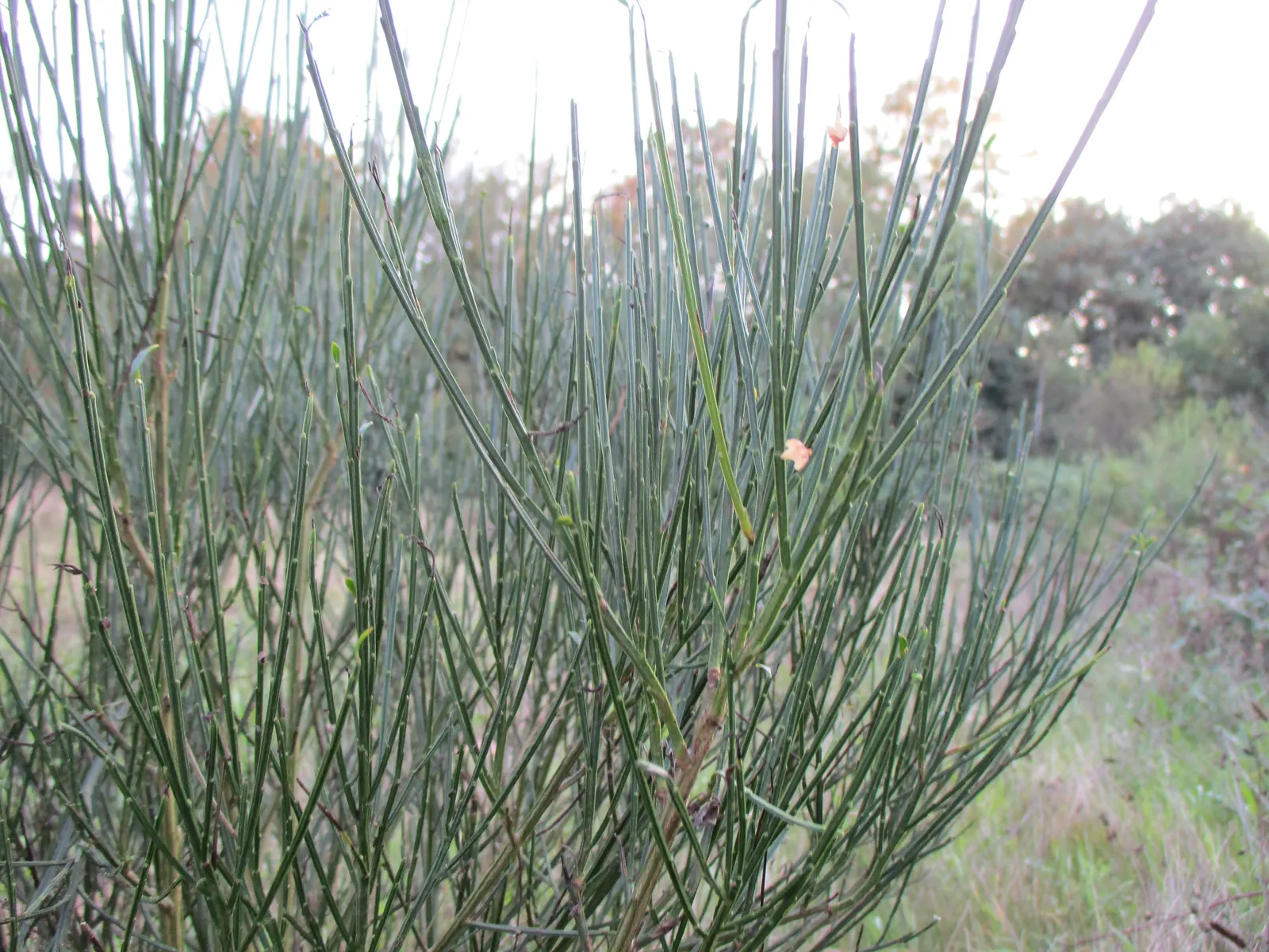 Scotch Broom (Cytisus Scoparius) — Ideal for adding color to borders and wild garden areas; prune after flowering to maintain shape and control, image 54