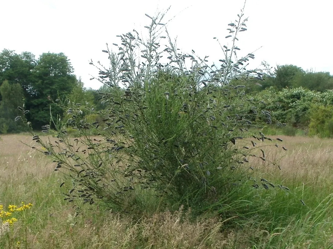 Scotch Broom (Cytisus Scoparius) — commonly known as Scotch broom; pea-like blooms in spring