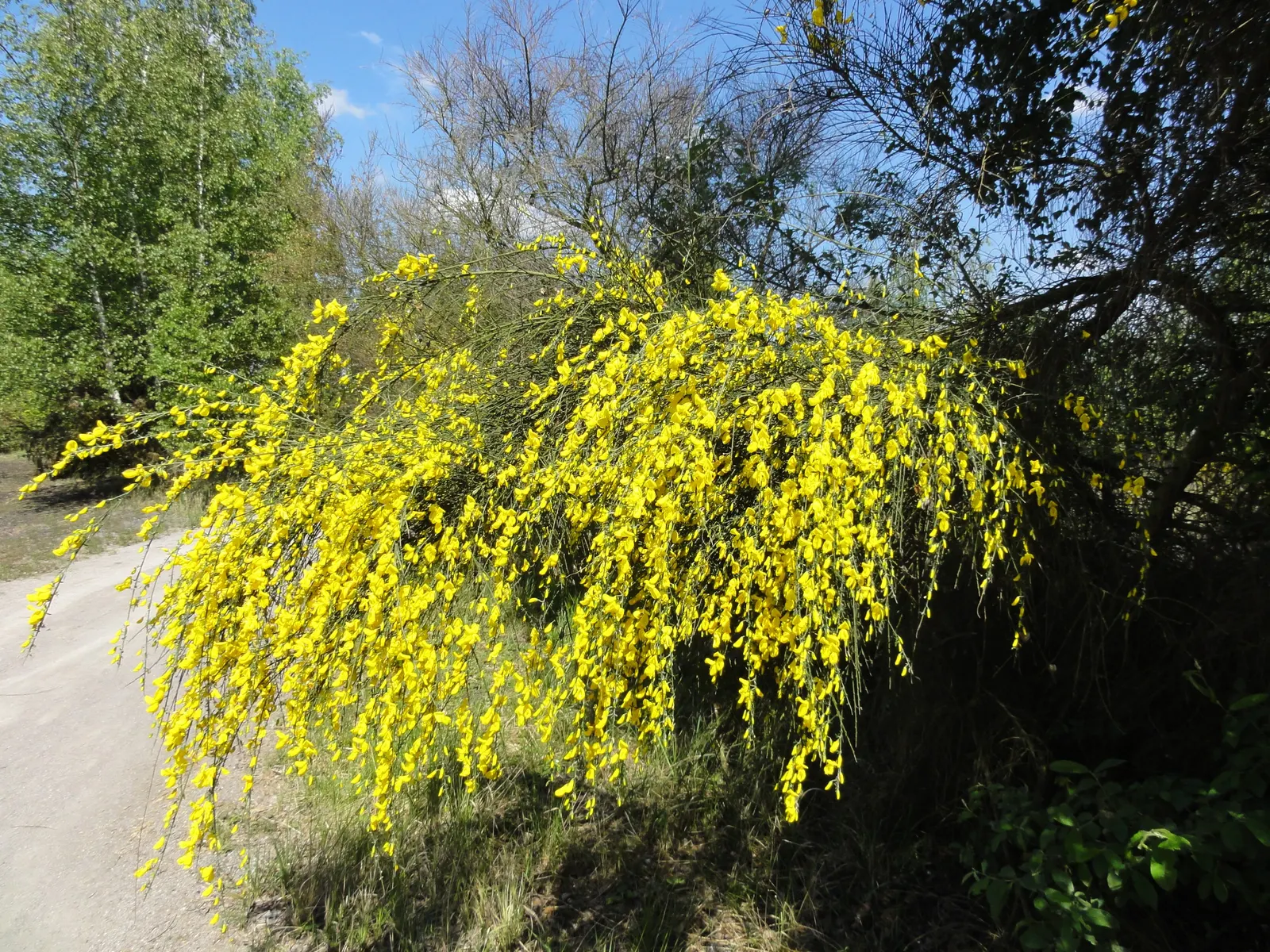 Scotch Broom (Cytisus Scoparius) — this deciduous perennial thrives in full sun and well-drained soil