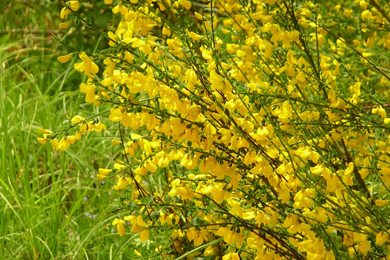 Scotch Broom (Cytisus Scoparius) — Renowned for its brilliant yellow
