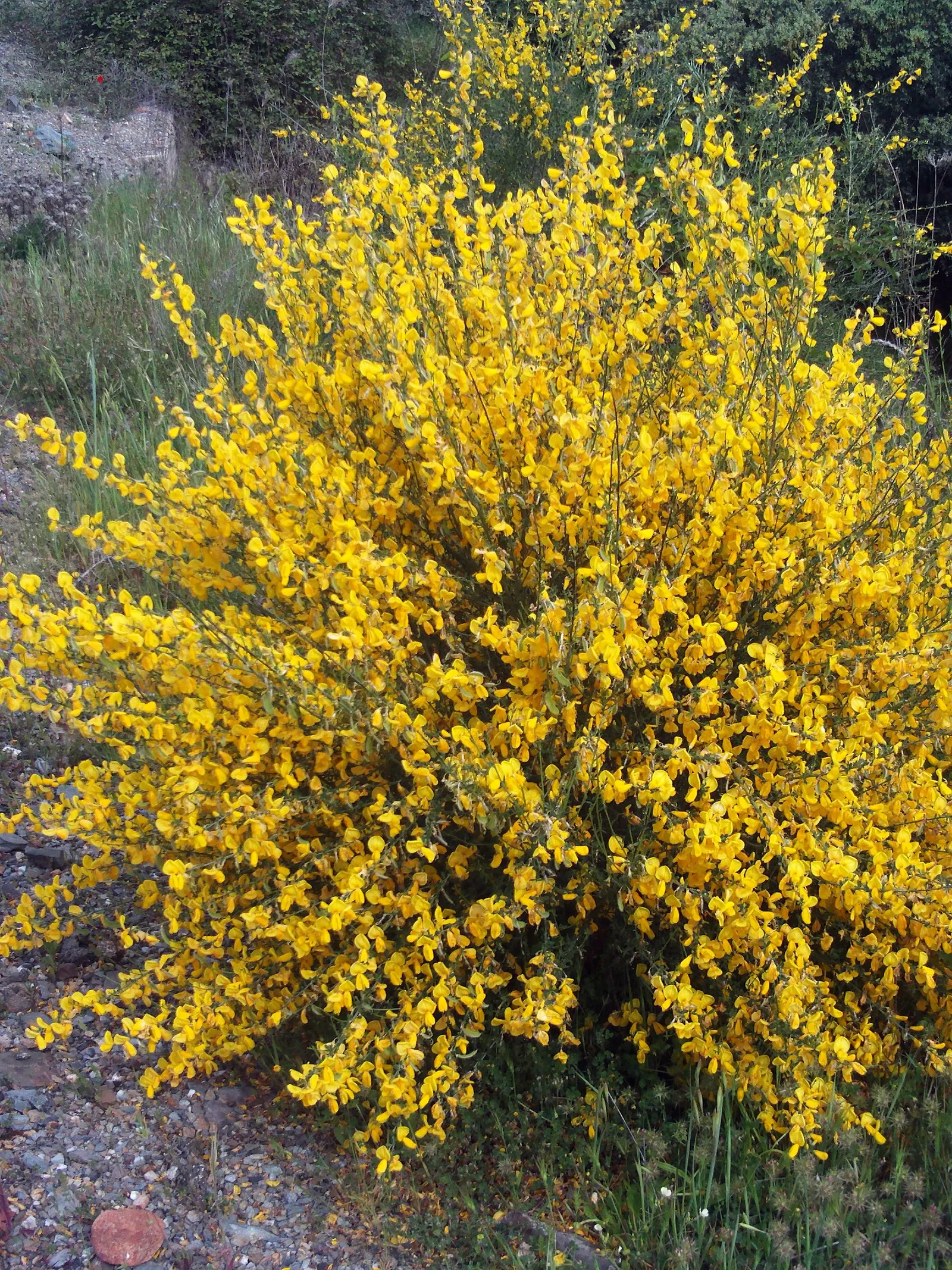 Scotch Broom (Cytisus Scoparius) — or as a specimen plant within a larger garden composition; shrub with yellow blooms, image 112