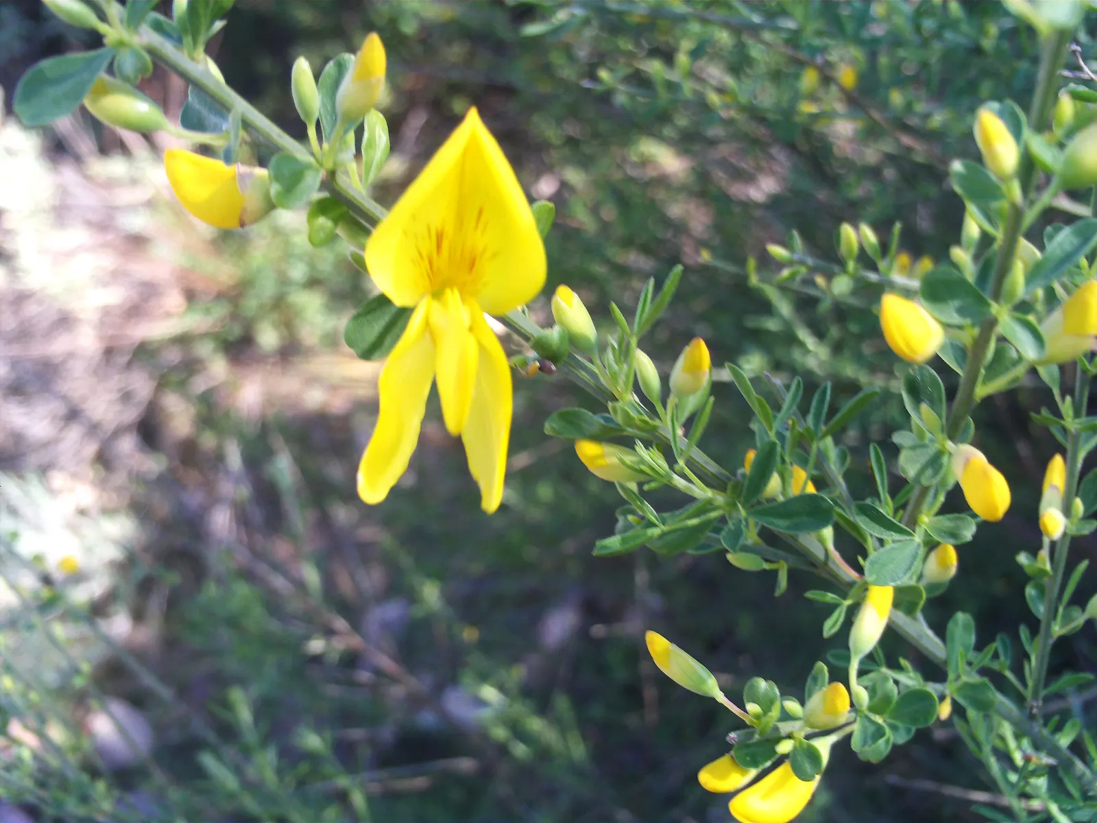 Scotch Broom (Cytisus Scoparius) — shrub for full; or as a specimen plant within a larger garden composition, image 92