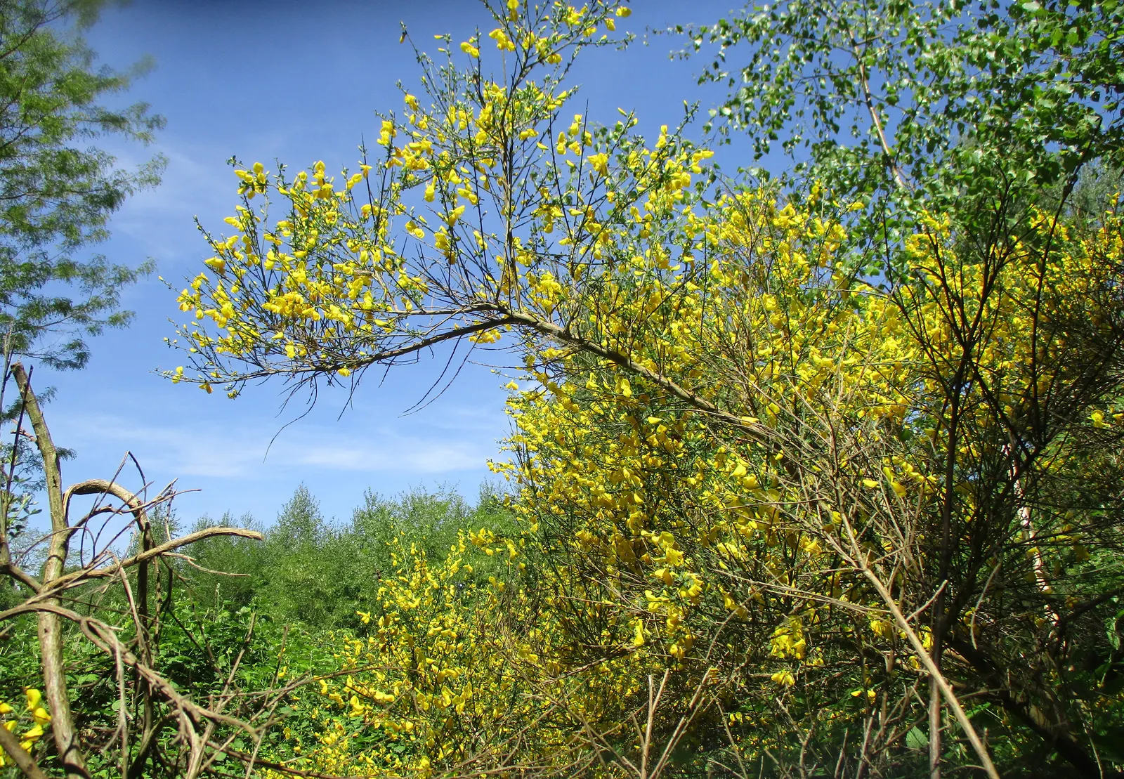 Scotch Broom (Cytisus Scoparius) — simple leaves are somewhat inconspicuous; it provides a striking visual impact and is a low-maintenance option for