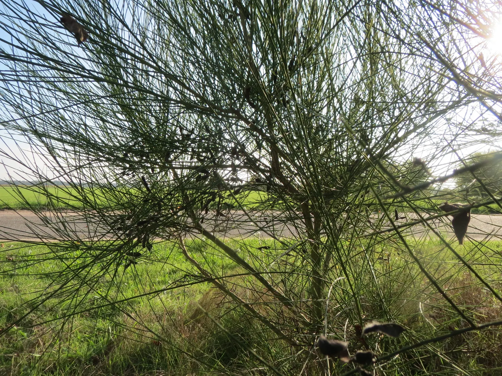 Scotch Broom (Cytisus Scoparius) — shrub with yellow blooms; simple leaves are somewhat inconspicuous, image 91