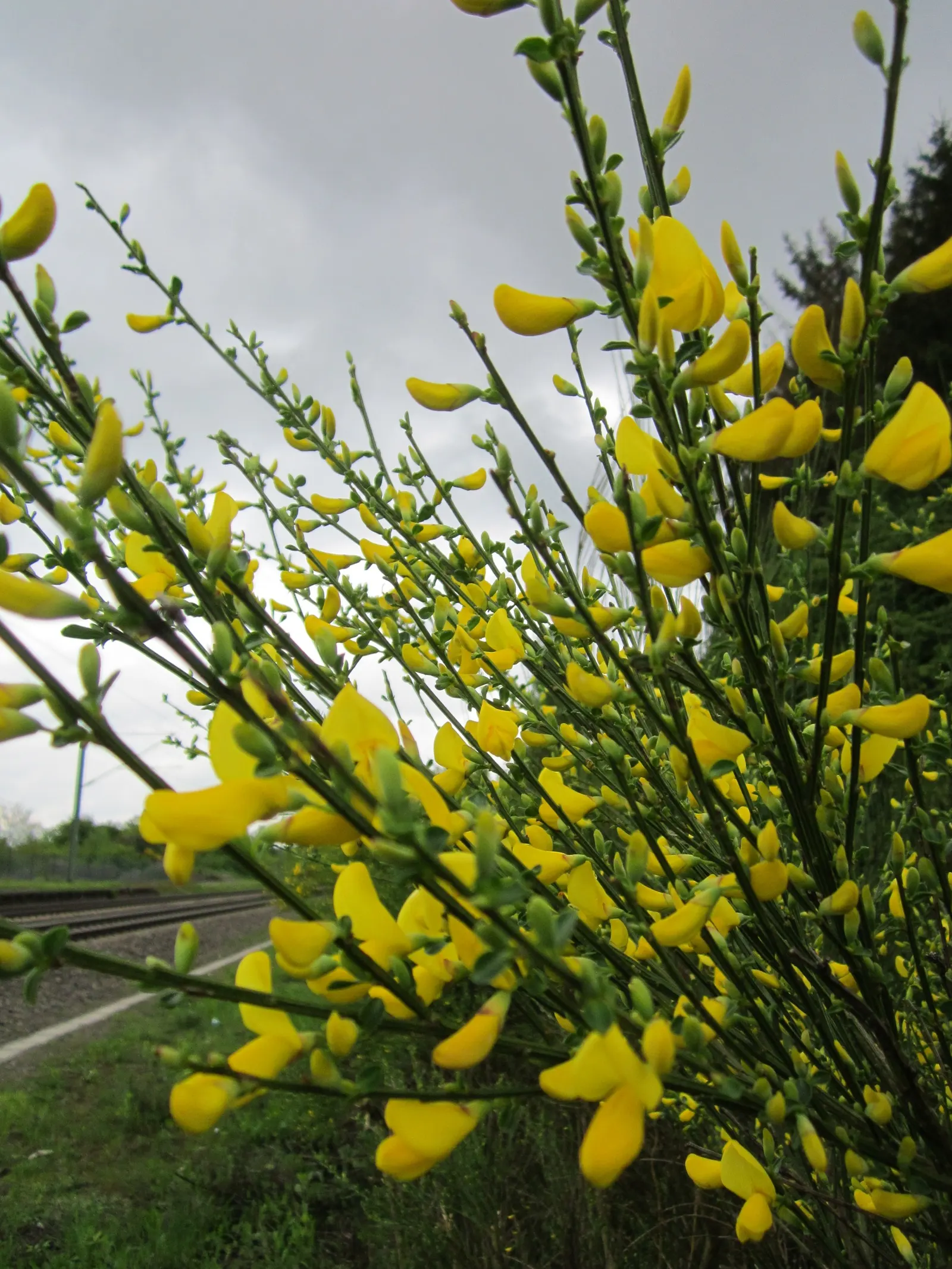 Scotch Broom (Cytisus Scoparius) — the plant fixes nitrogen in the soil; commonly known as Scotch broom, image 86