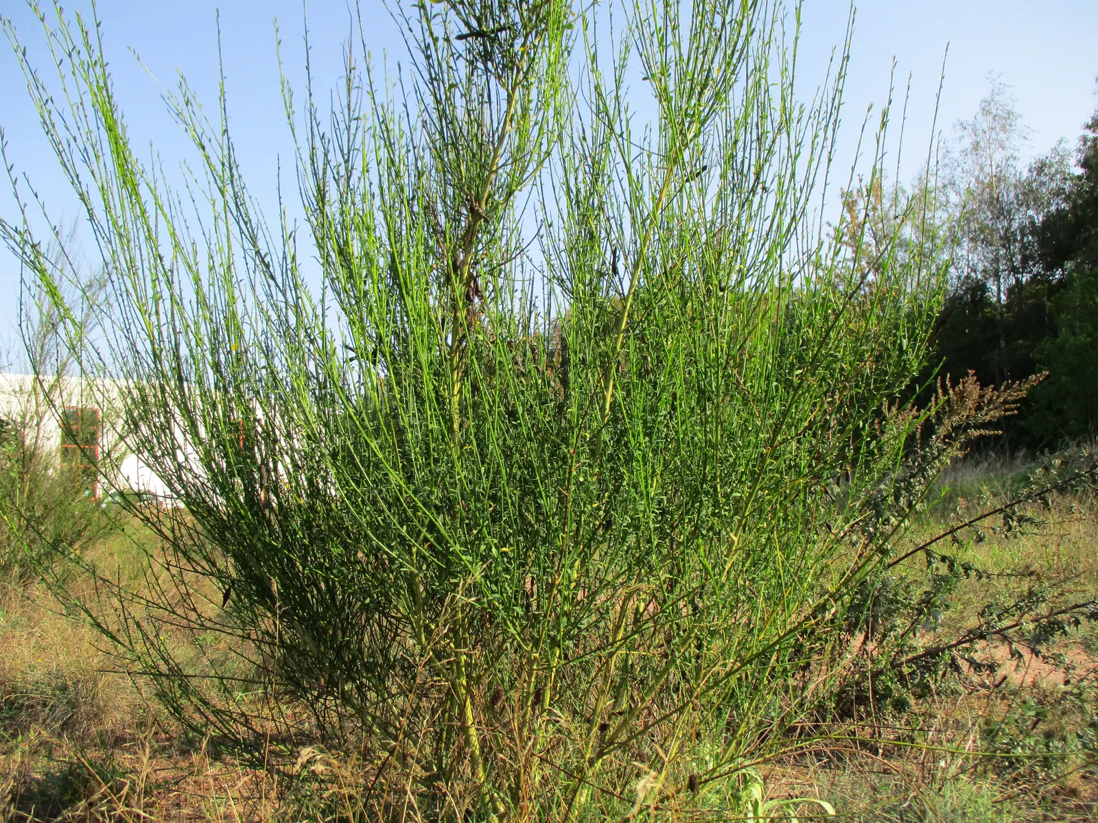 Scotch Broom (Cytisus Scoparius) — it provides a striking visual impact and is a low-maintenance option for embankments; it thrives in full sun and, image 65