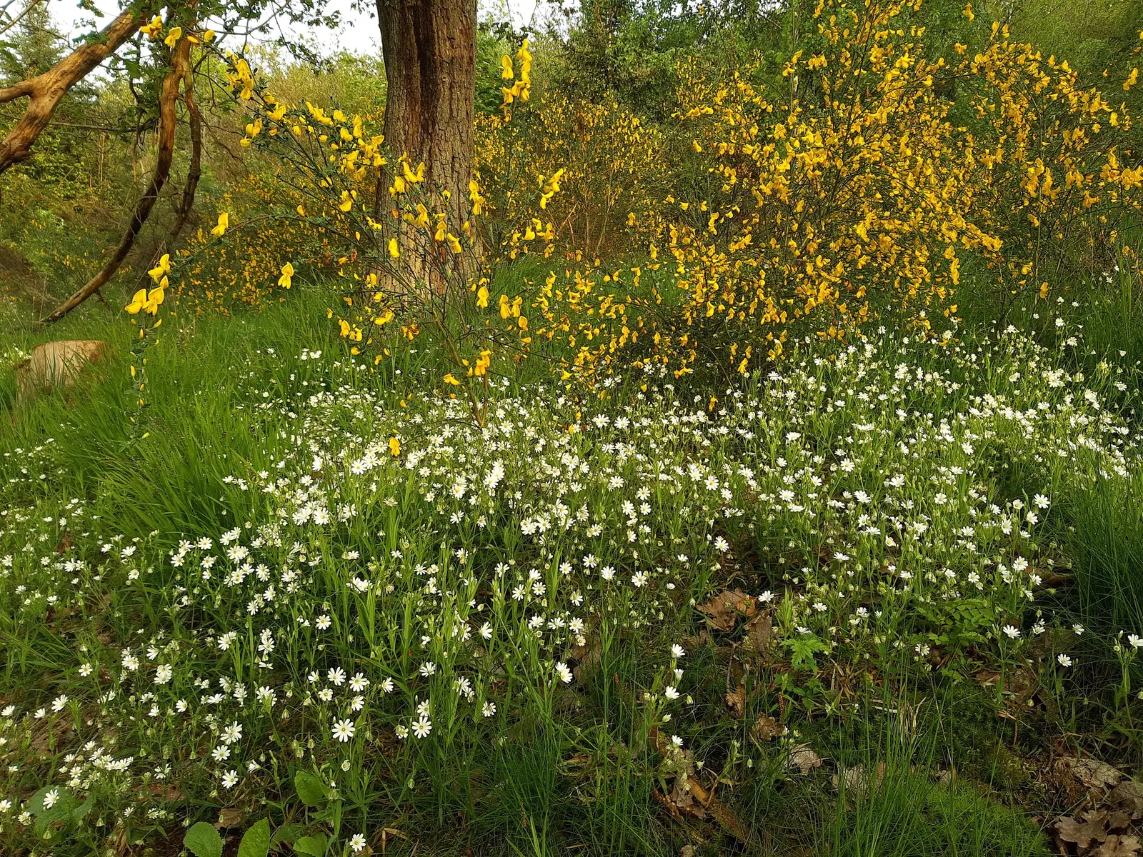 Scotch Broom (Cytisus Scoparius) — demanding little water once established and showing considerable drought tolerance; the plant fixes nitrogen in, image 62