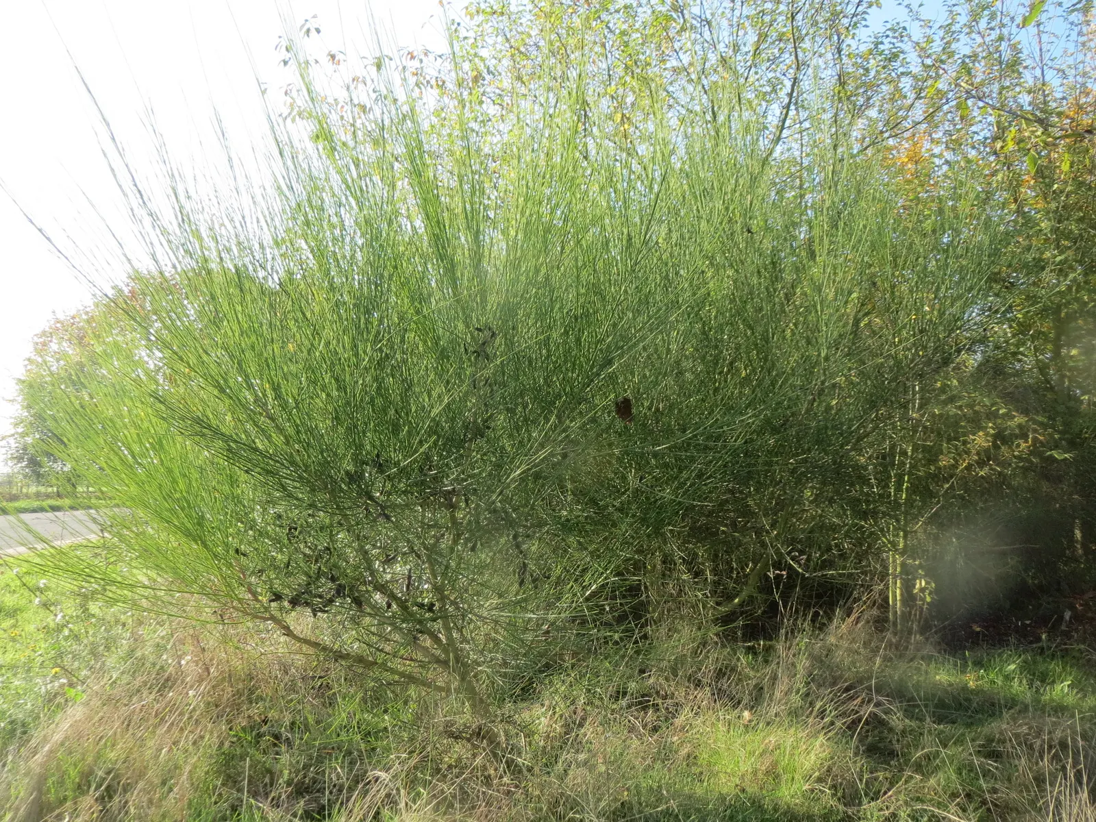 Scotch Broom (Cytisus Scoparius) — essentially fertilizing itself and surrounding plants; ideal for adding color to borders and wild garden areas, image 110