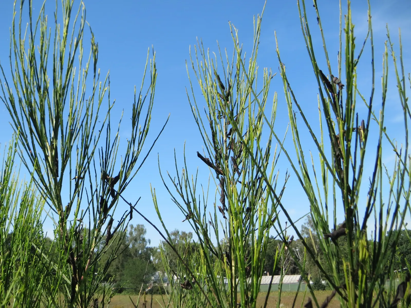 Scotch Broom (Cytisus Scoparius) — essentially fertilizing itself and surrounding plants; ideal for adding color to borders and wild garden areas