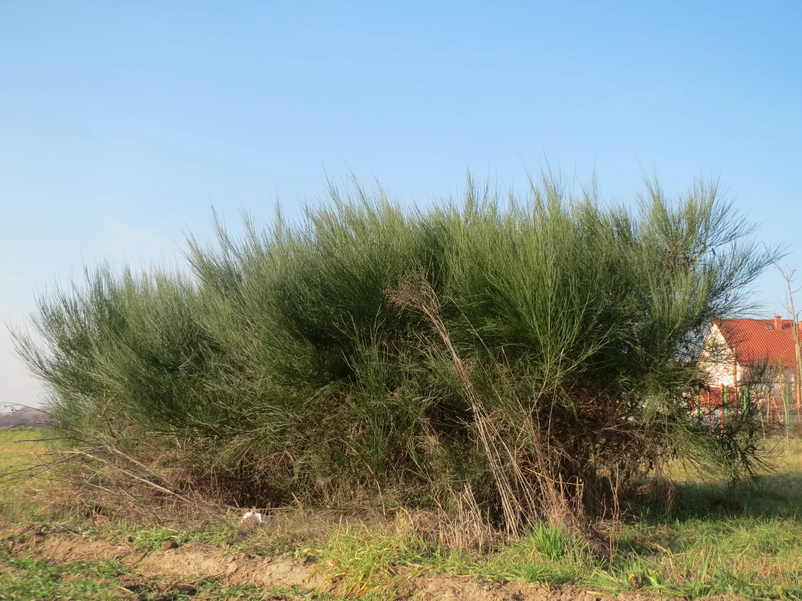 Scotch Broom (Cytisus Scoparius) — is a vibrant shrub reaching 3-6 ft in height and 4-5 ft in width; the Scotch broom's flowers are a bright lemon, image 117