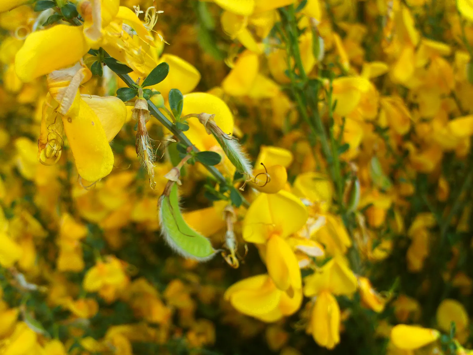 Scotch Broom (Cytisus Scoparius) — Prune after flowering to maintain shape and control spread; shrub for full, image 99