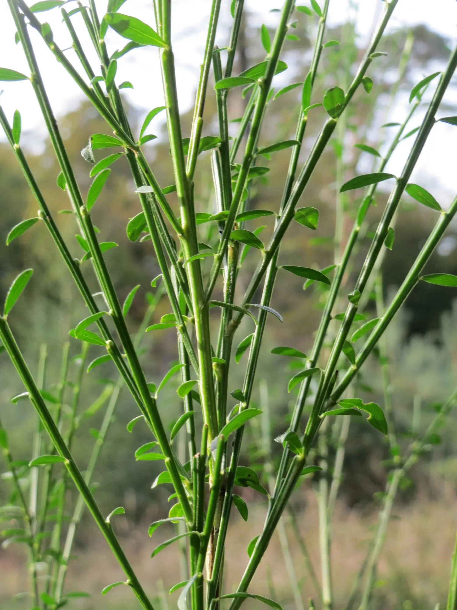 Scotch Broom (Cytisus Scoparius) — providing a beneficial environment for pollinators, image 58