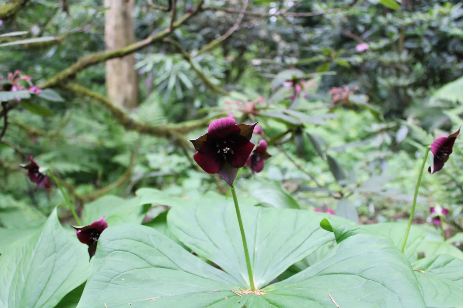 Yellow Wakerobin Trillium (Trillium Luteum) — This plant is native to the southeastern United States and thrives in U.S