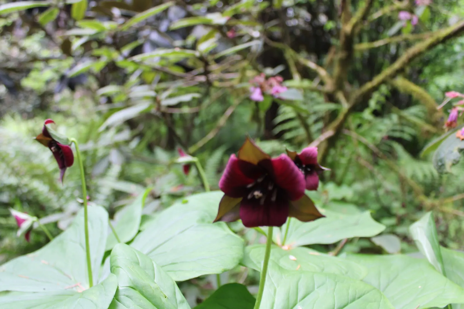 Yellow Wakerobin Trillium (Trillium Luteum) — Department of Agriculture hardiness zones 4 through 8