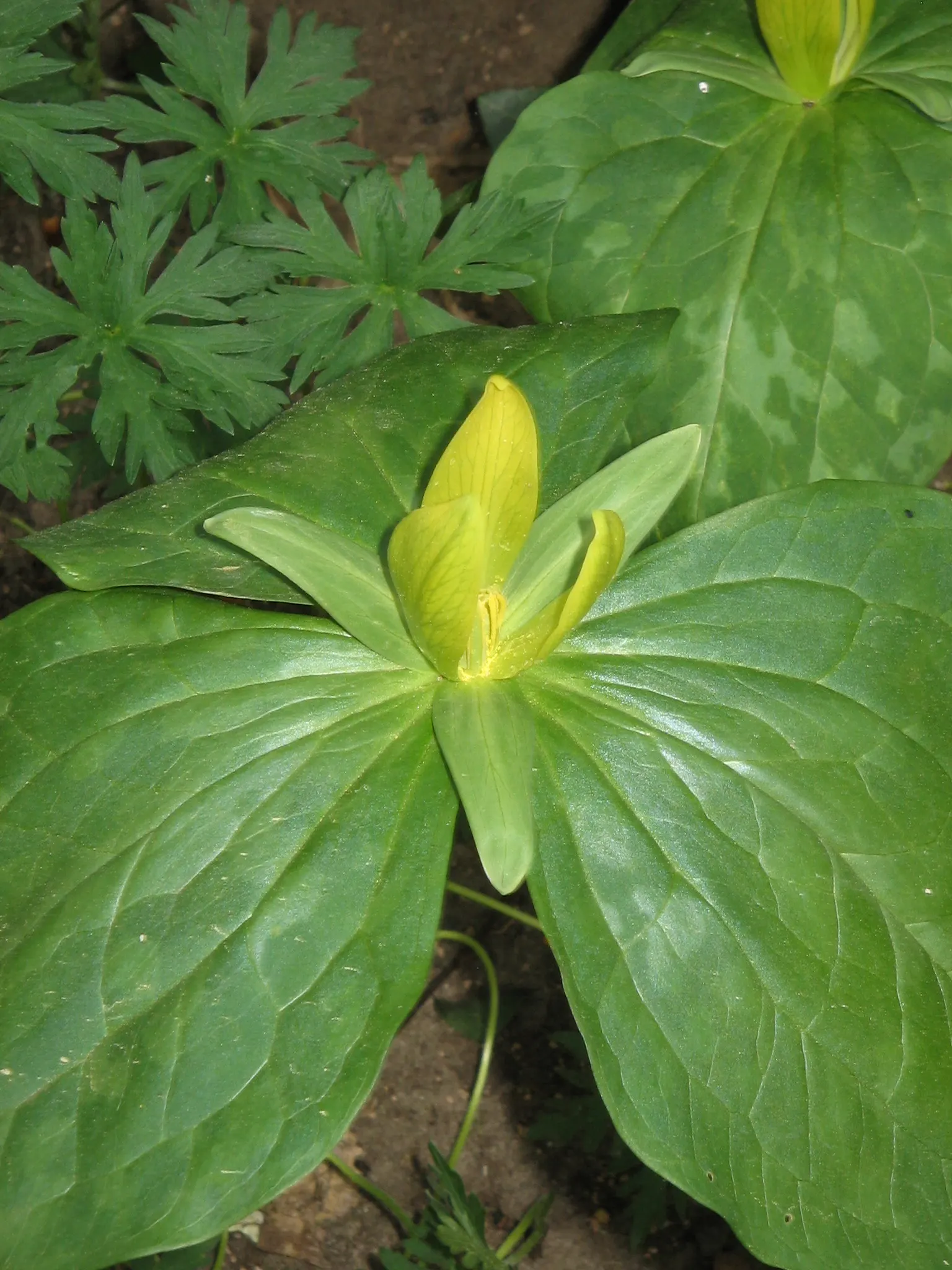 Yellow Wakerobin Trillium (Trillium Luteum) — bulb / perennial with yellow blooms