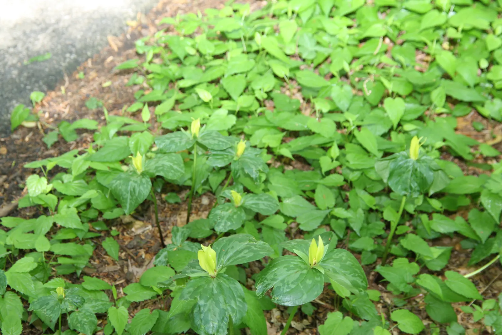 Yellow Wakerobin Trillium (Trillium Luteum) — Each plant typically produces a solitary, lemon yellow blossom, which measures about 2 to 3 inches across
