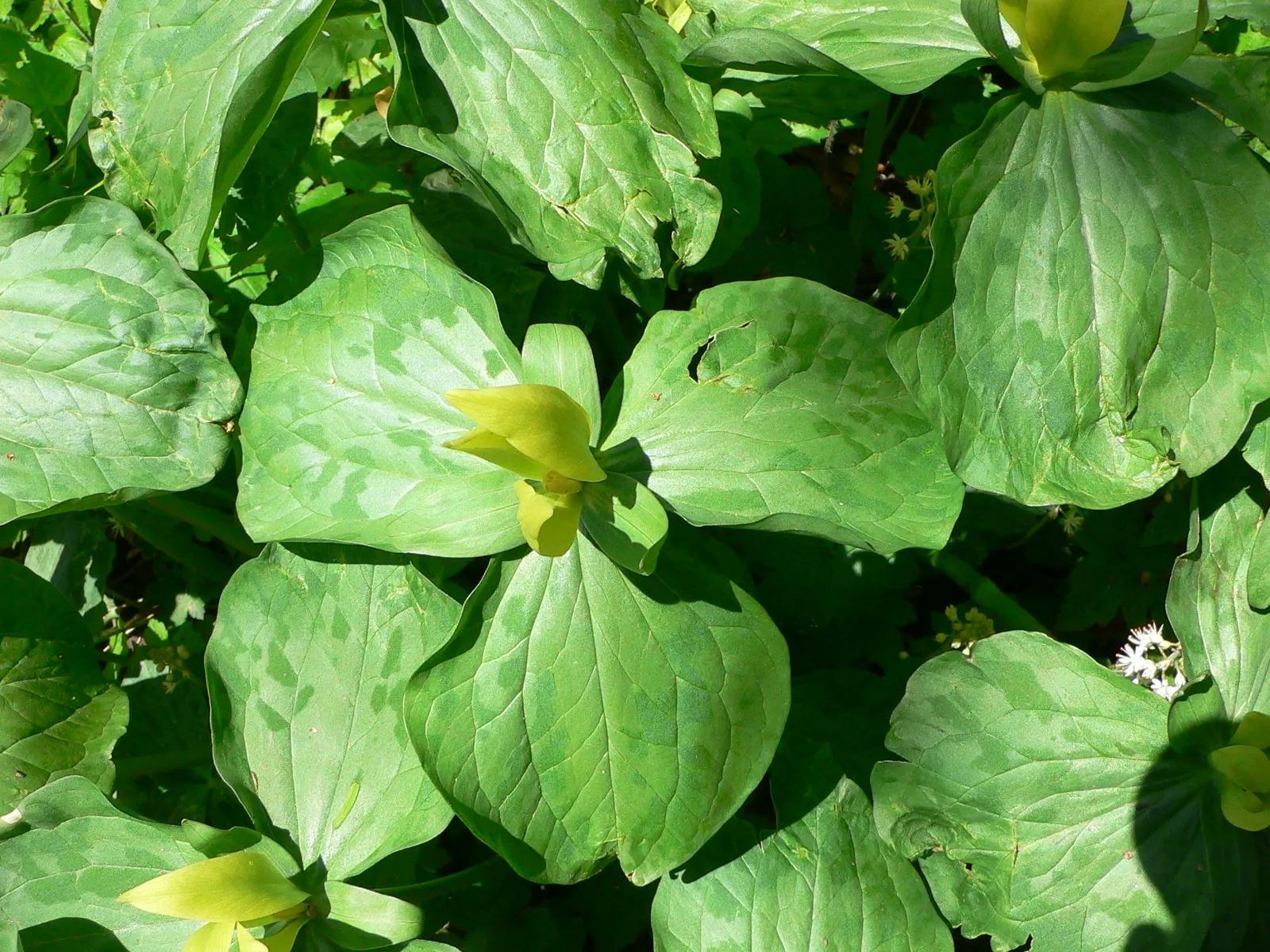 Yellow Wakerobin Trillium (Trillium Luteum) — Measuring up to 16 inches in height, its solitary flower emits a lemony scent