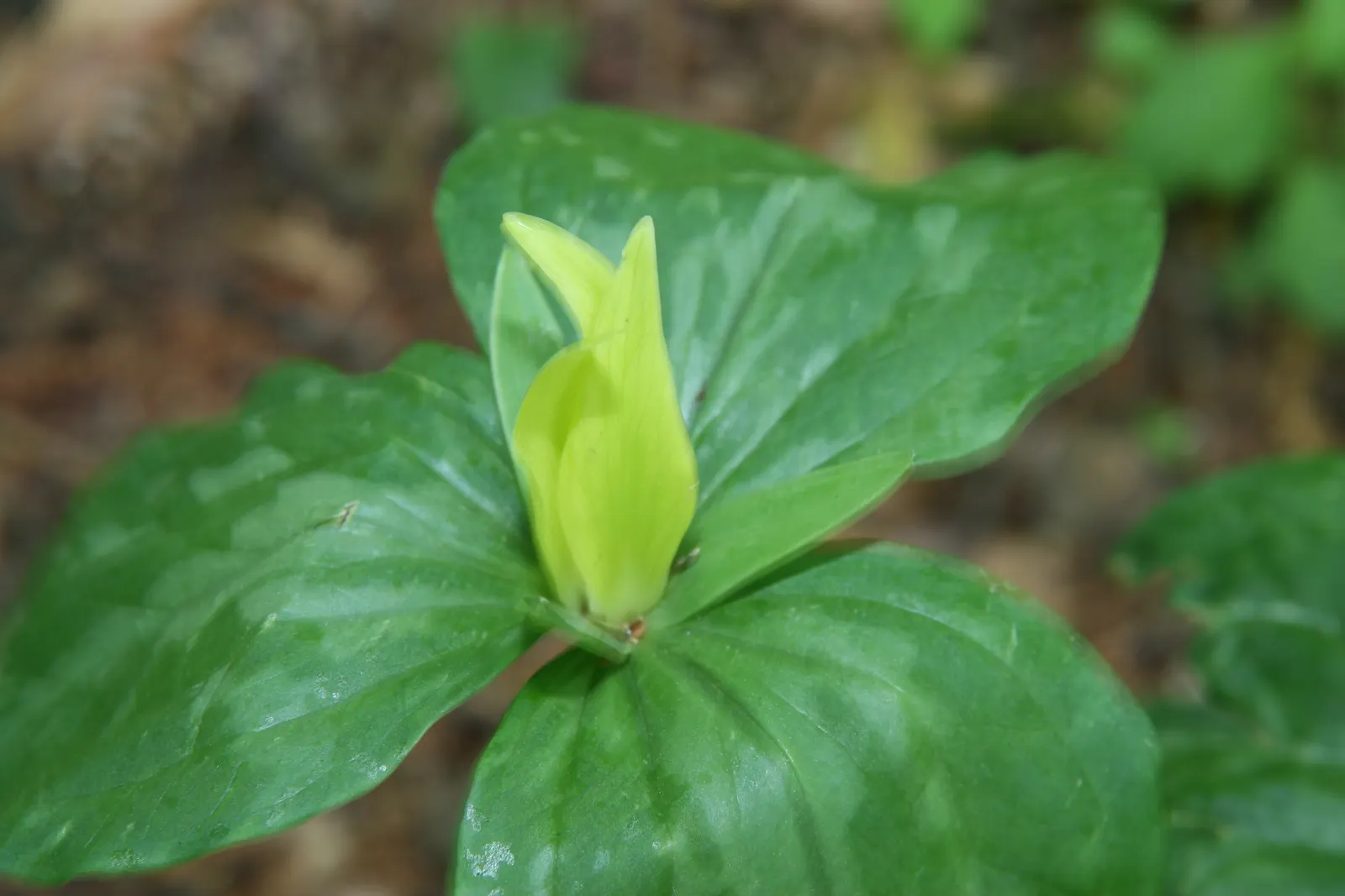 Yellow Wakerobin Trillium (Trillium Luteum) — is a perennial woodland wildflower notable for its mottled green foliage and striking yellow bloom