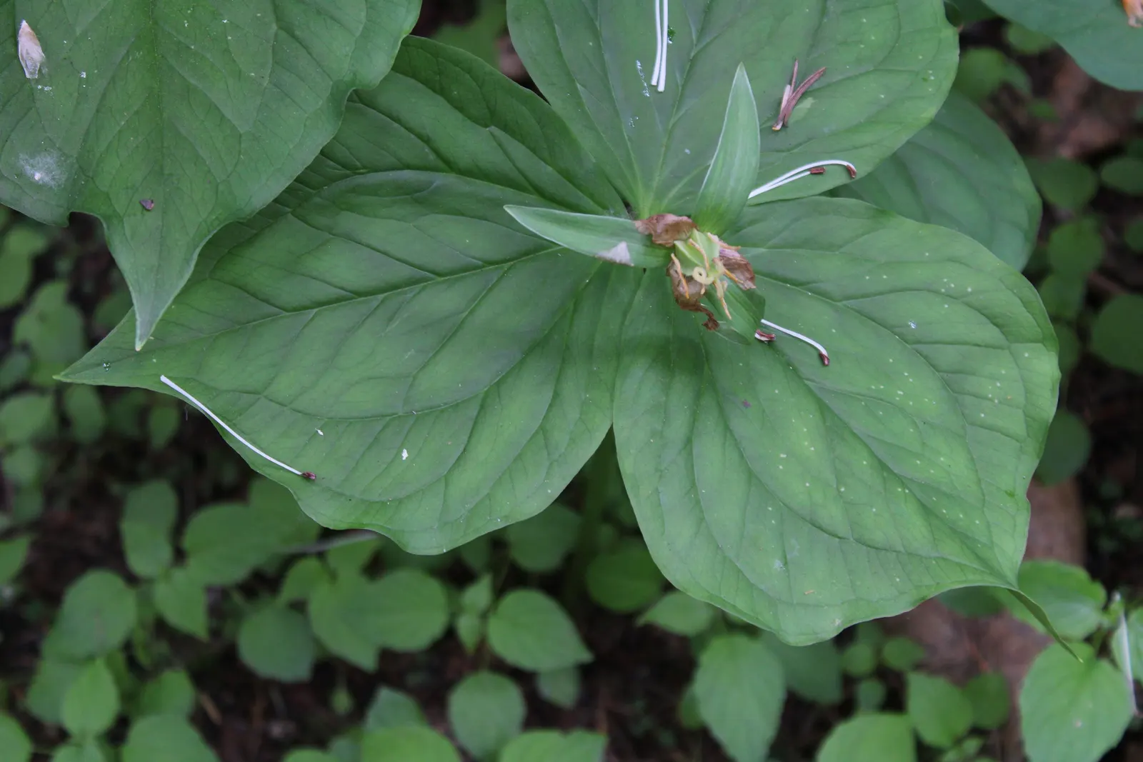 Yellow Wakerobin Trillium (Trillium Luteum) — When planning for client education