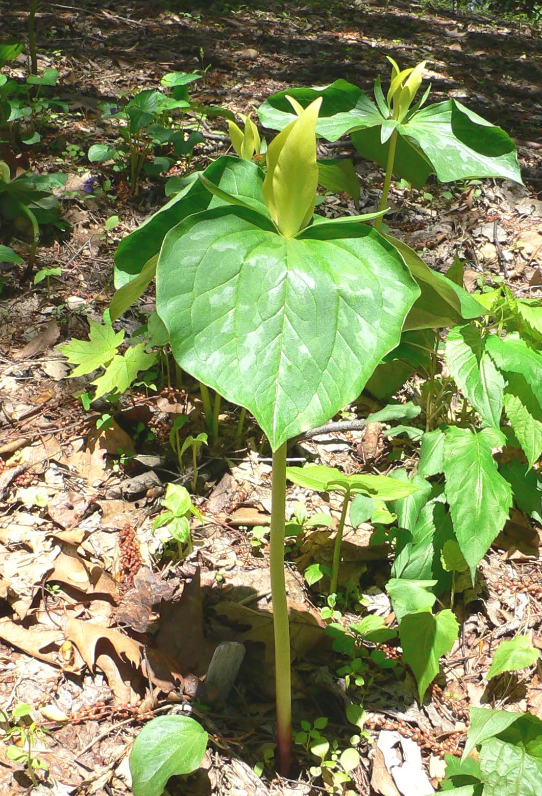 Yellow Wakerobin Trillium (Trillium Luteum) — Blooming in early spring, it‚Äôs a charming addition to shade gardens; thriving in partial to full shade, it