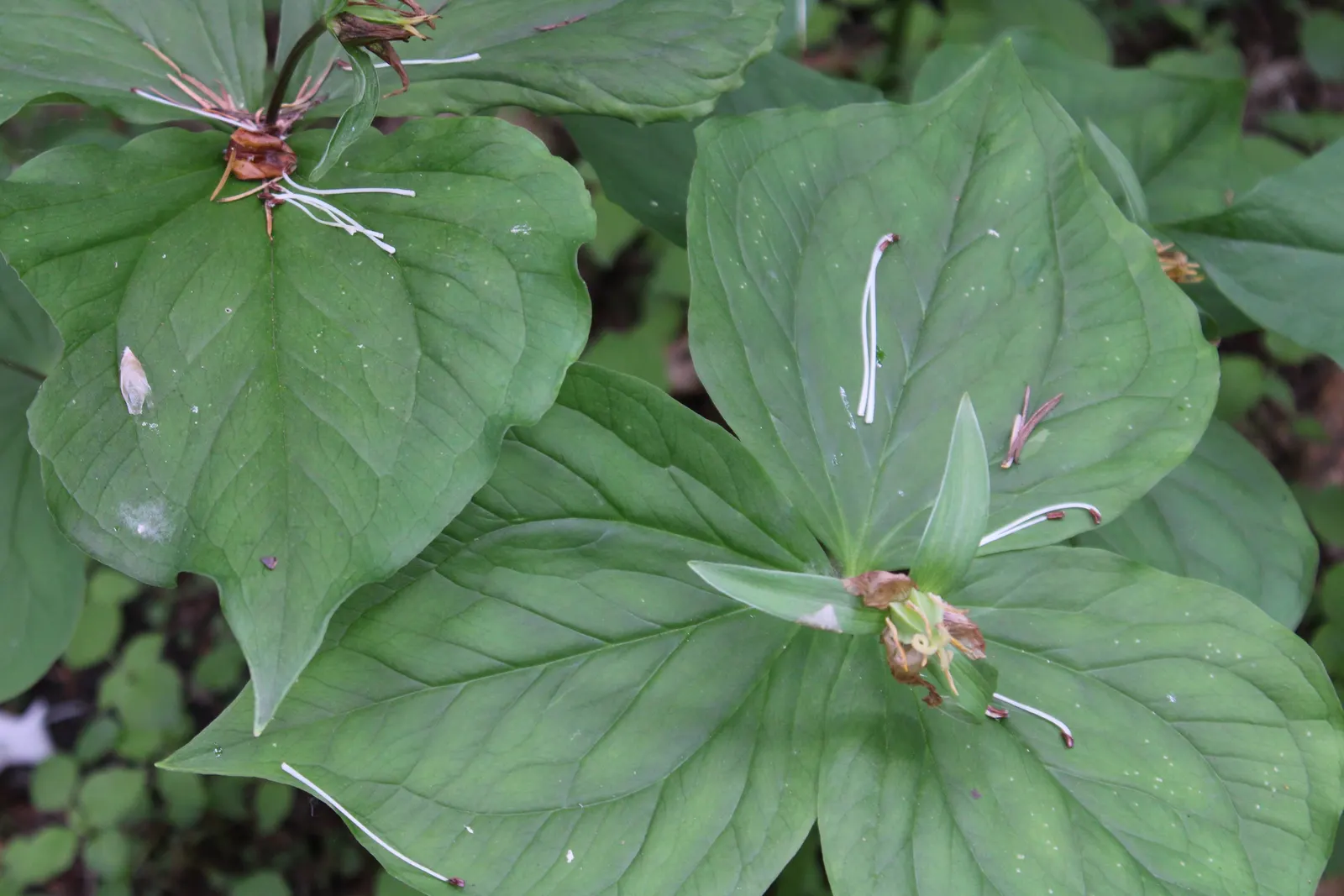 Yellow Wakerobin Trillium (Trillium Luteum) — as it tends to bloom from April to May